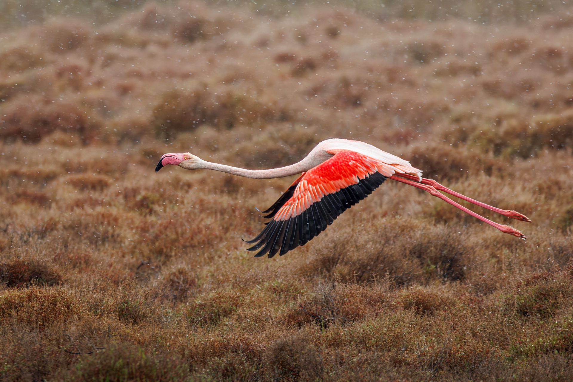 Greater Flamingo, Camargue, France