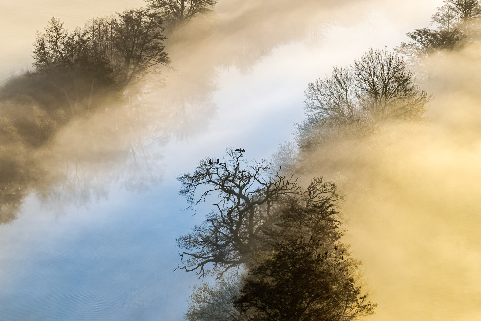 Ground fog pools across the Thames floodplain near Wallingford on a March morning, its warm and cool tones divided by a peninsula of bare-limbed oaks. A cormorant holds its wings outstretched at the crown of the central tree, flanked by roosting birds — a behavioural detail that anchors an otherwise abstract aerial composition.