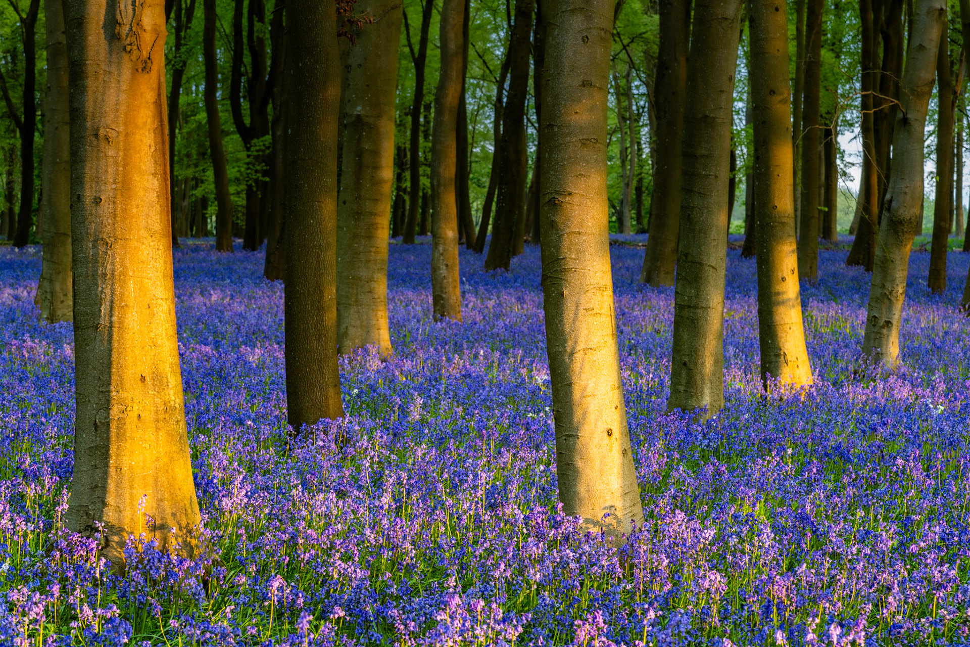 A carpet of native bluebells covers the woodland floor beneath mature beech trees at Badbury Clump near Faringdon, Oxfordshire, their lower trunks catching warm early-morning sidelight. The raking dawn illumination separates the amber bark from the cool violet-blue ground layer, compressing the wood into a rhythmic pattern of verticals. Captured in late April at peak bluebell flowering.