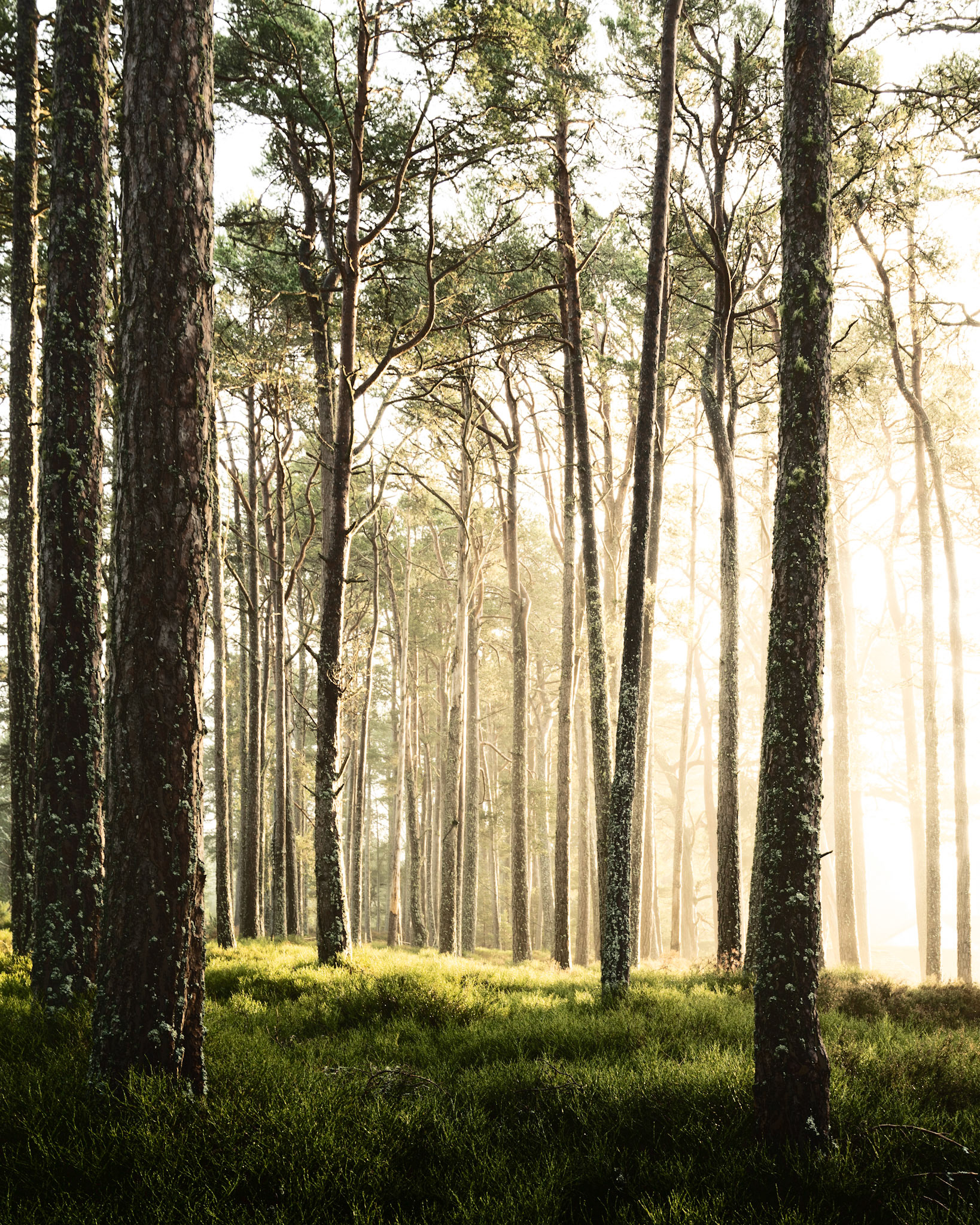 Old Pine Trees during some light mist, Cairngorms, Scotland