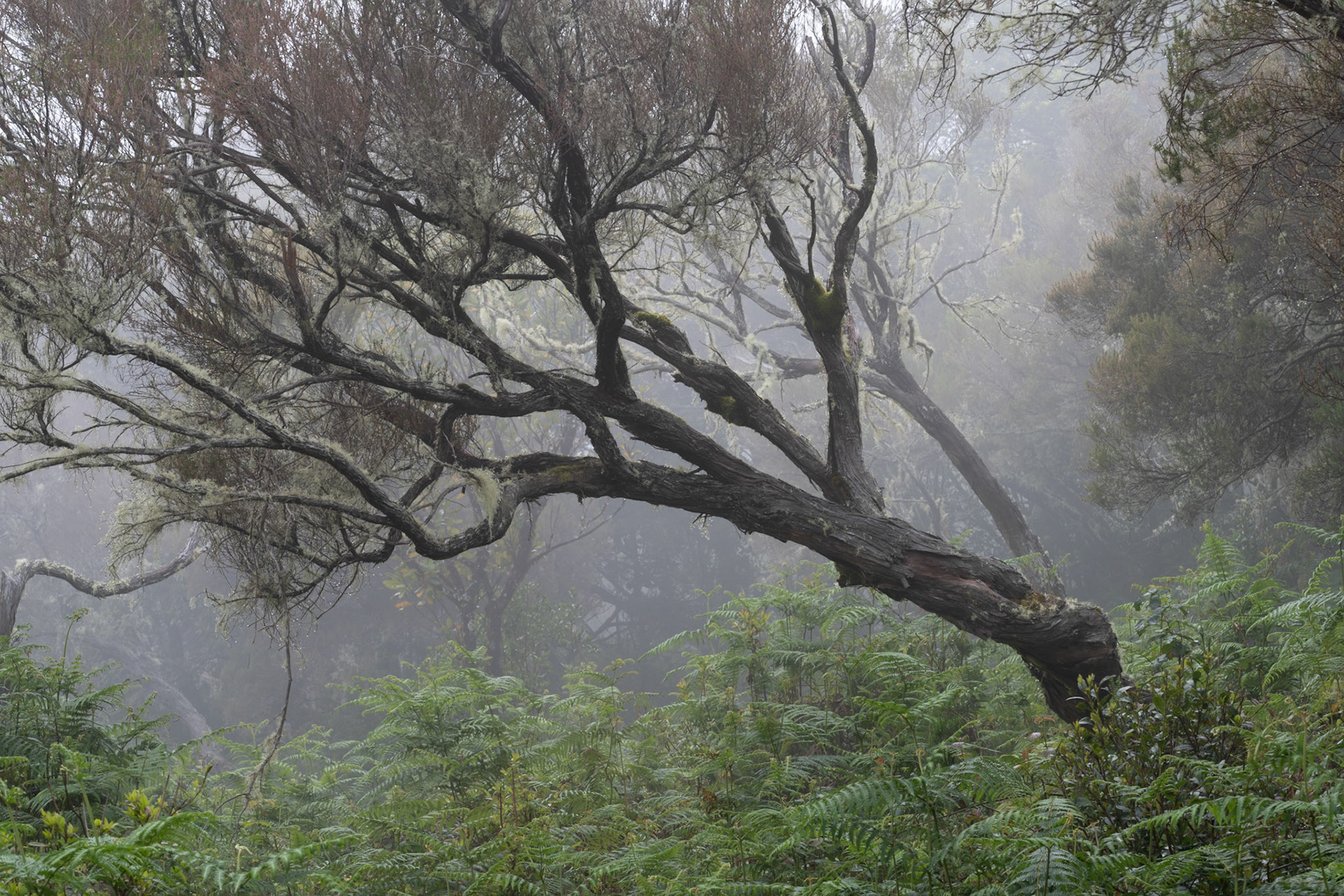 A heavily moss- and lichen-draped tree leans at a near-horizontal angle through dense cloud forest mist, its dark tortured trunk contrasting with a soft understorey of ferns and low shrub. The layered recession of fog-veiled trees behind provides depth without distraction. The image sits within a tradition of laurisilva or high-altitude cloud forest, most consistent visually with Macaronesian laurel woodland.