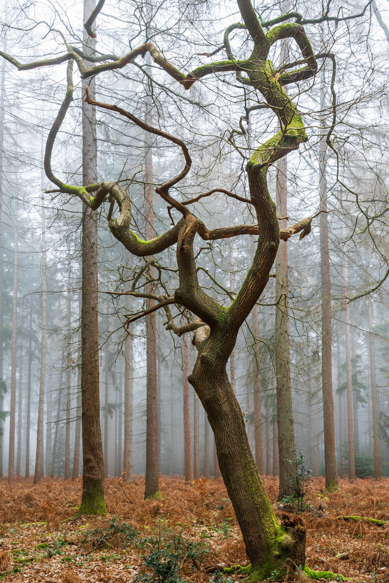 A contorted broadleaved tree — likely an oak — stands amid the straight trunks of a conifer plantation under dense winter fog. The writhing branch structure contrasts sharply with the regimented verticals behind, while bracken litter and patches of moss anchor the scene to the forest floor. Fog compresses the background to a pale wash, isolating the subject with quiet authority.