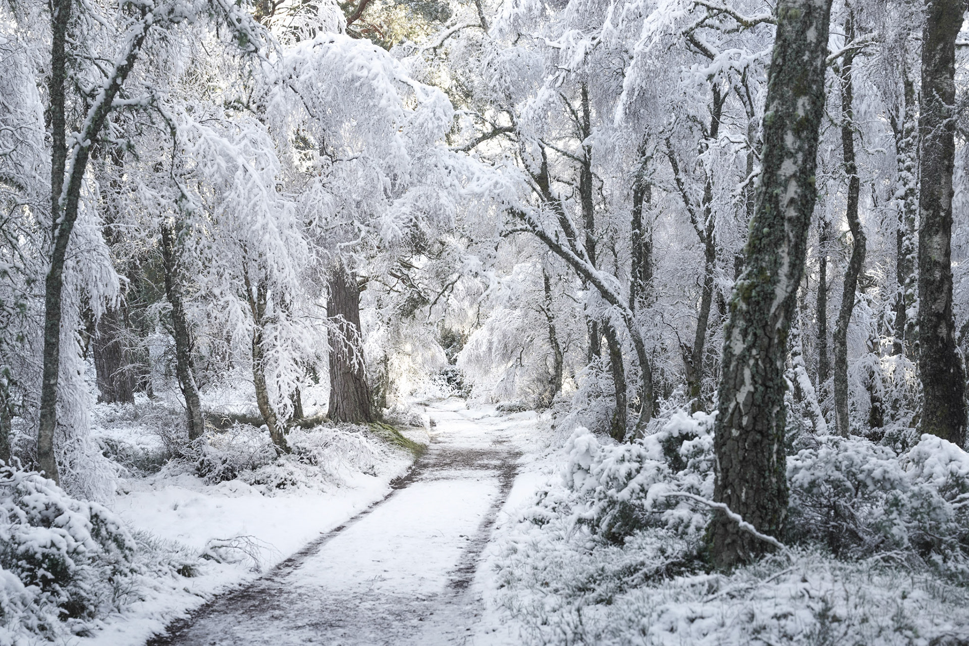 Frozen snow covered ancient woodland in the Cairngorms National Park, Scotland