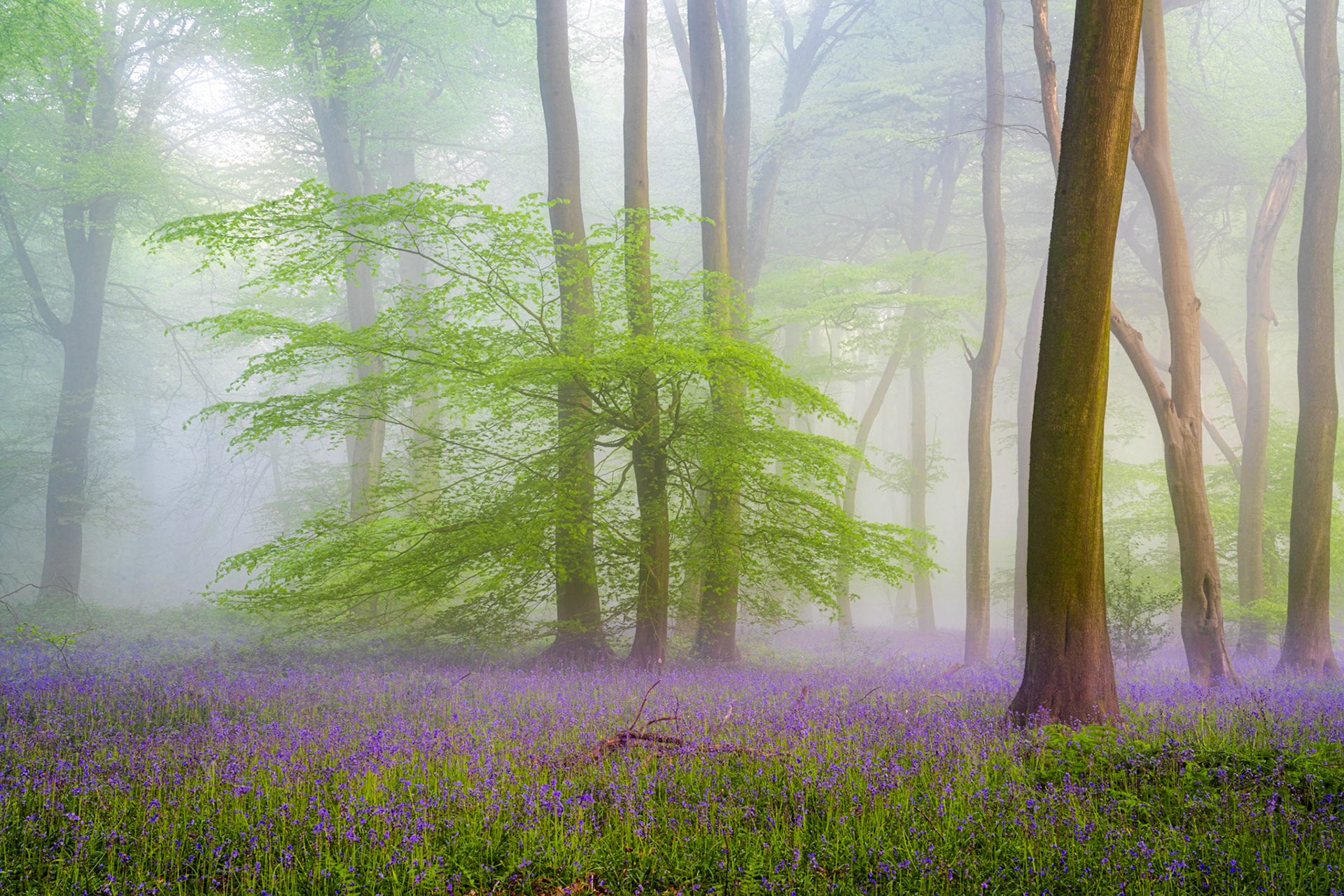 Fresh green growth on Beech trees above a beautiful carpet of bluebells, Chilterns, England