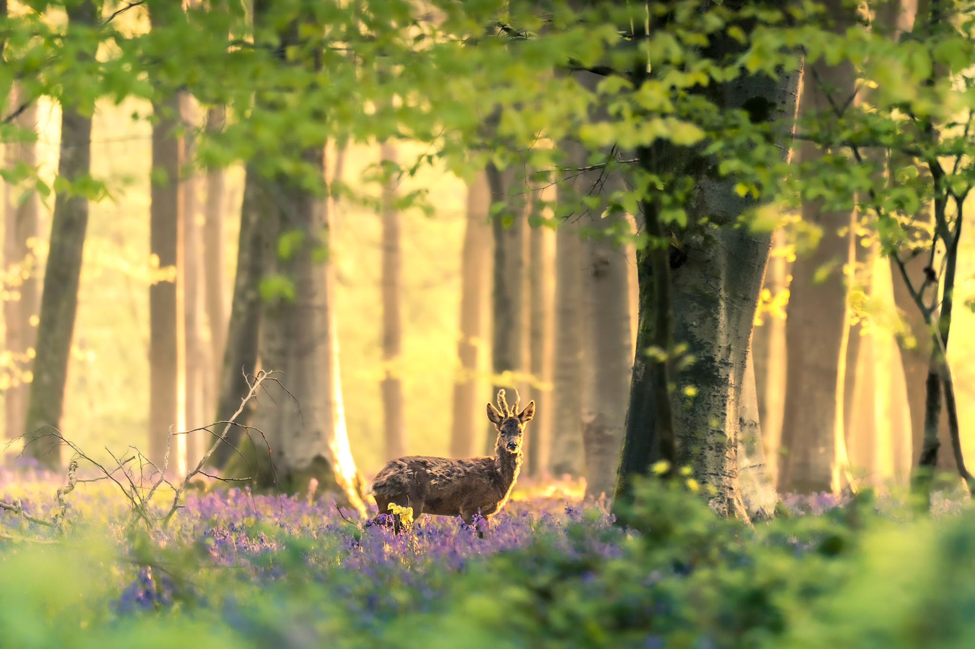 A roe deer stands startled in this beautiful beechwood, surrounded by green leaves and bluebells. A stunning springtime capture. Captured in Micheldever Woodland, England.