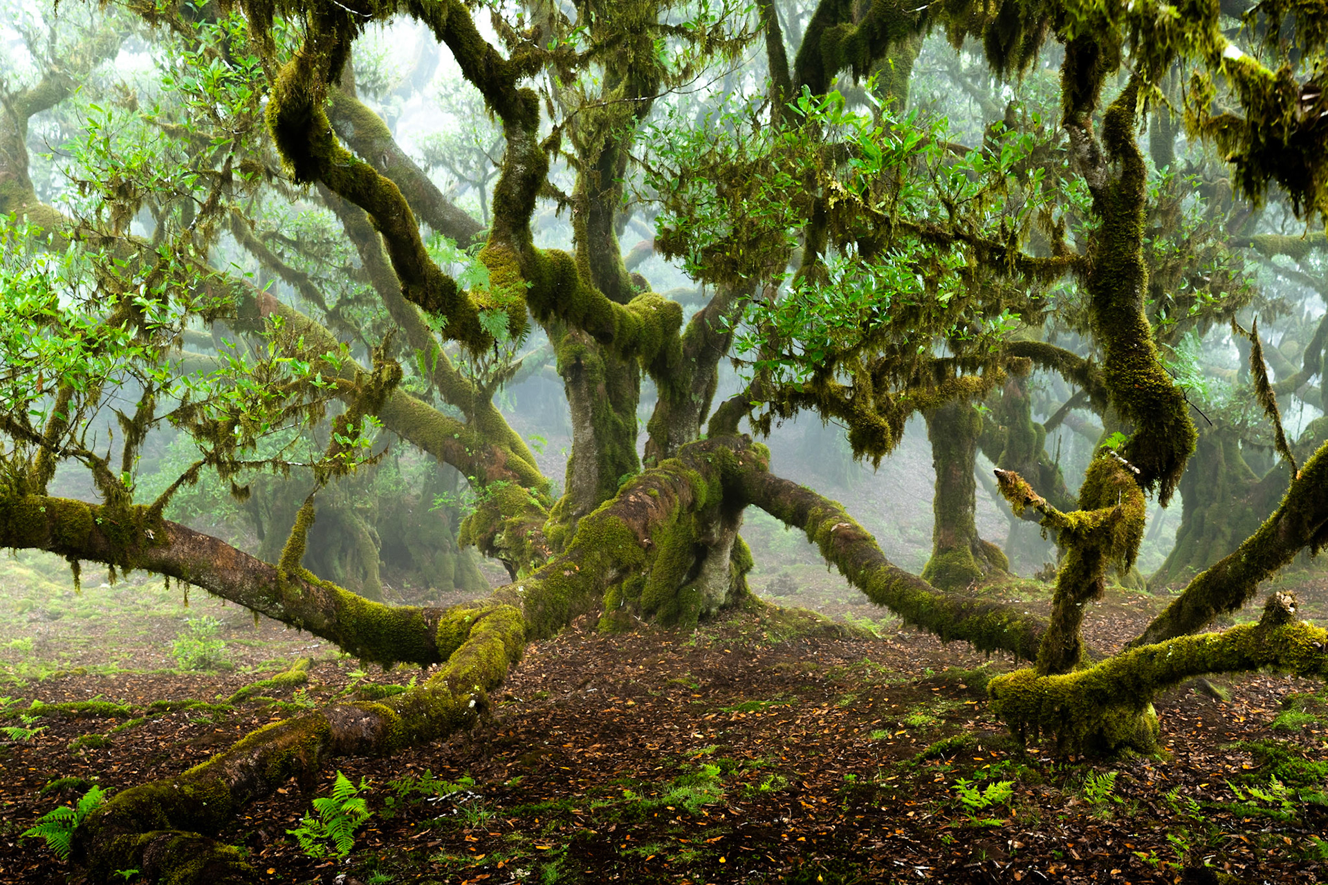 A gnarled, moss-laden laurisilva tree spreads contorted limbs across the forest floor in early morning mist. The layered fog dissolves the background canopy into pale silhouettes, concentrating attention on the elaborate architecture of the foreground trunk and branches. Ferns and leaf litter on the bare ground anchor the composition in the quiet of a spring dawn.