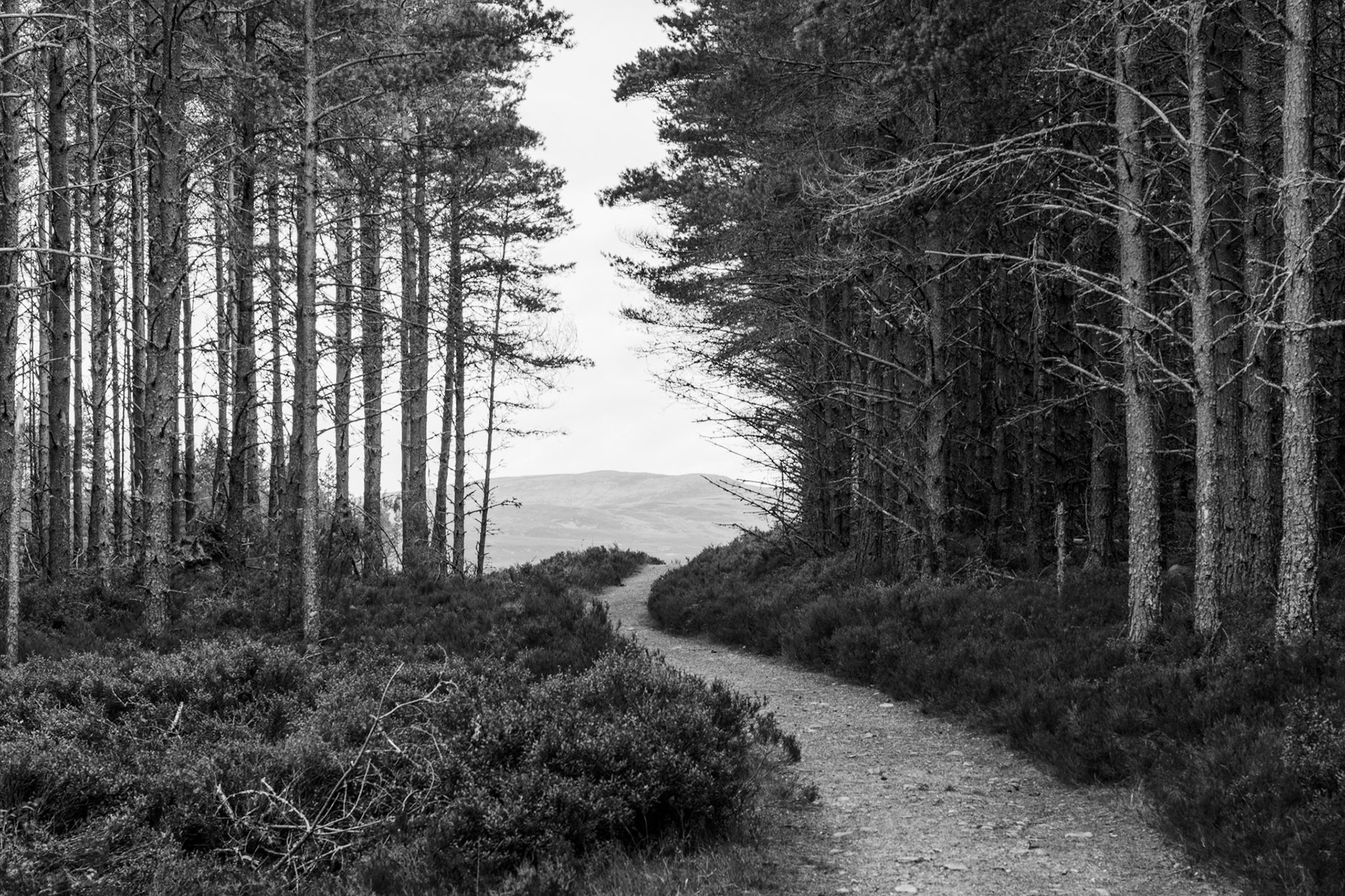 A path winds through this pine woodland in the Cairngorms,  Scotland