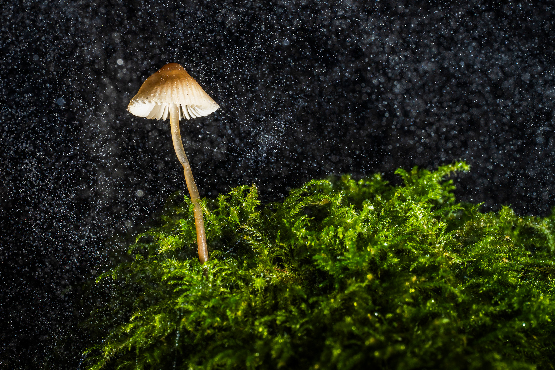 A tiny mushroom grows above moss, with fine mist in frame lit up by light. Spider webs glisten in the light, like string tying the mushroom down. Captured on the Sigma 105mm Macro Art Lens. 