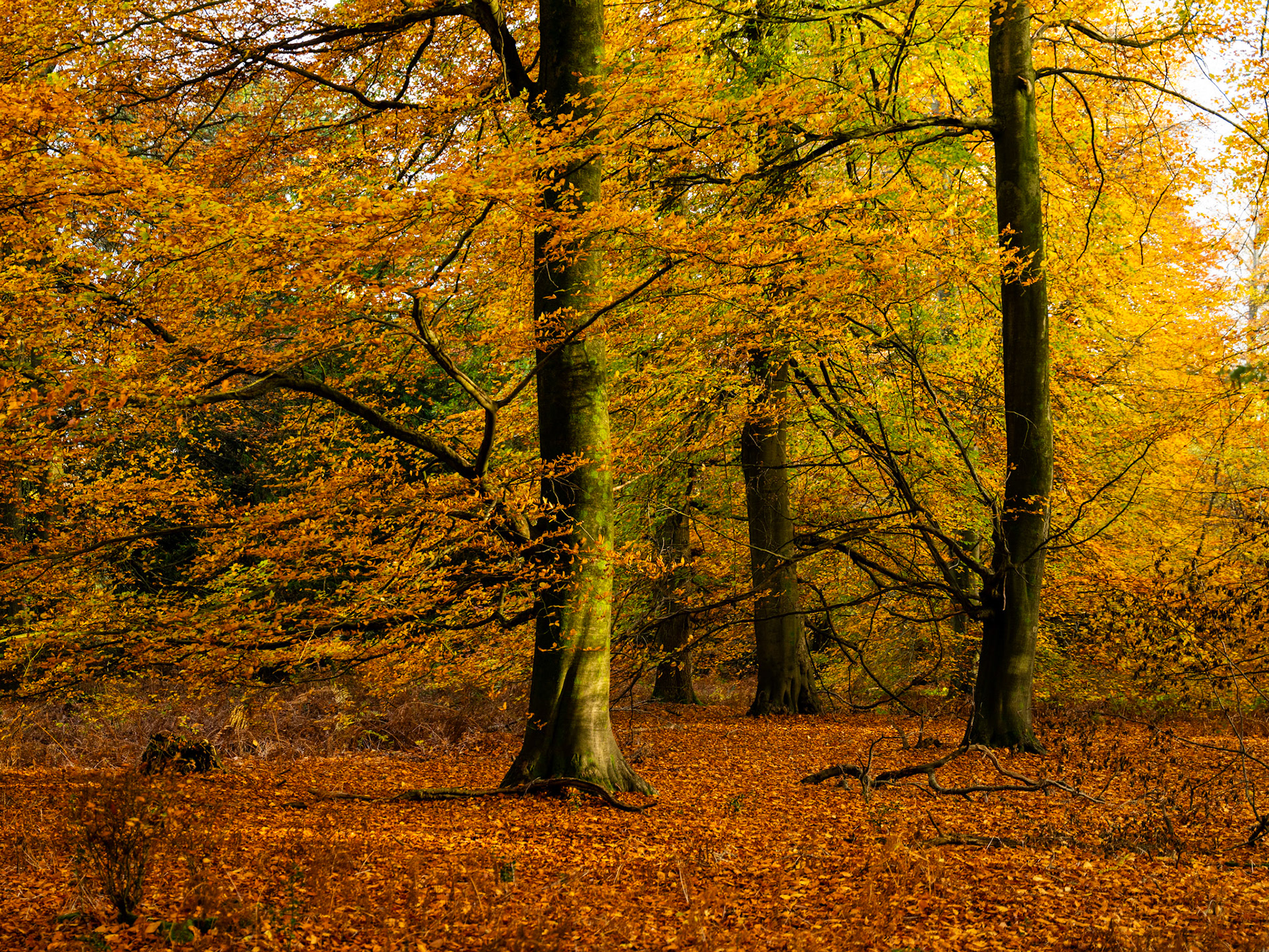 Mature beech trees in full autumn colour stand over a deep carpet of fallen leaves in the Chilterns, Oxfordshire. Flat, diffuse light holds the scene in muted ochres and browns, suppressing shadow contrast. The woodland interior is well observed but lacks a strong compositional anchor to lift it beyond the competent.