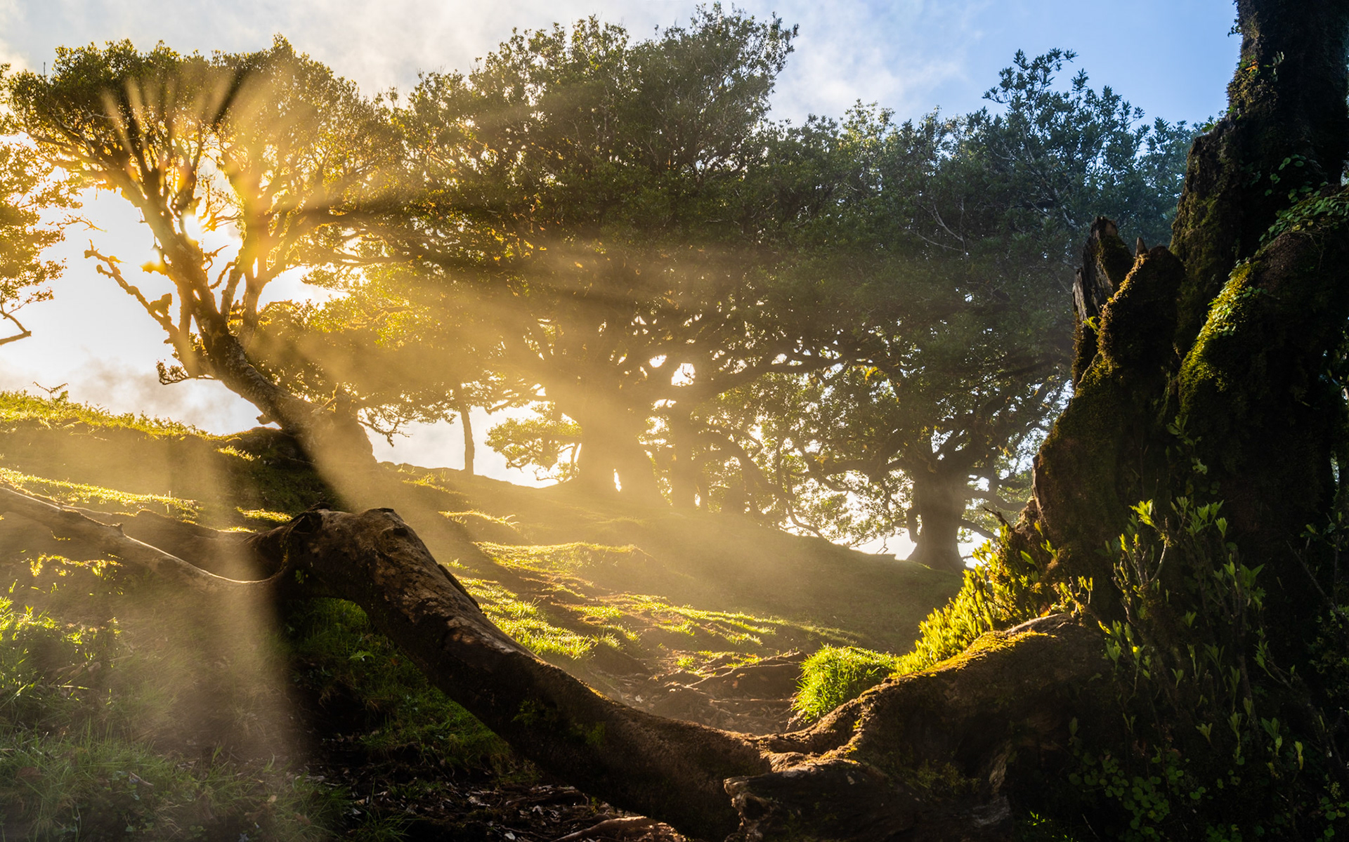 Shafts of early morning light break through the canopy of a laurel forest, illuminating mist drifting between ancient wind-shaped trees. The low viewpoint, anchored by a gnarled root system in the foreground, places the viewer within the forest floor. The combination of crepuscular rays and residual cloud vapour gives the scene rare atmospheric depth.