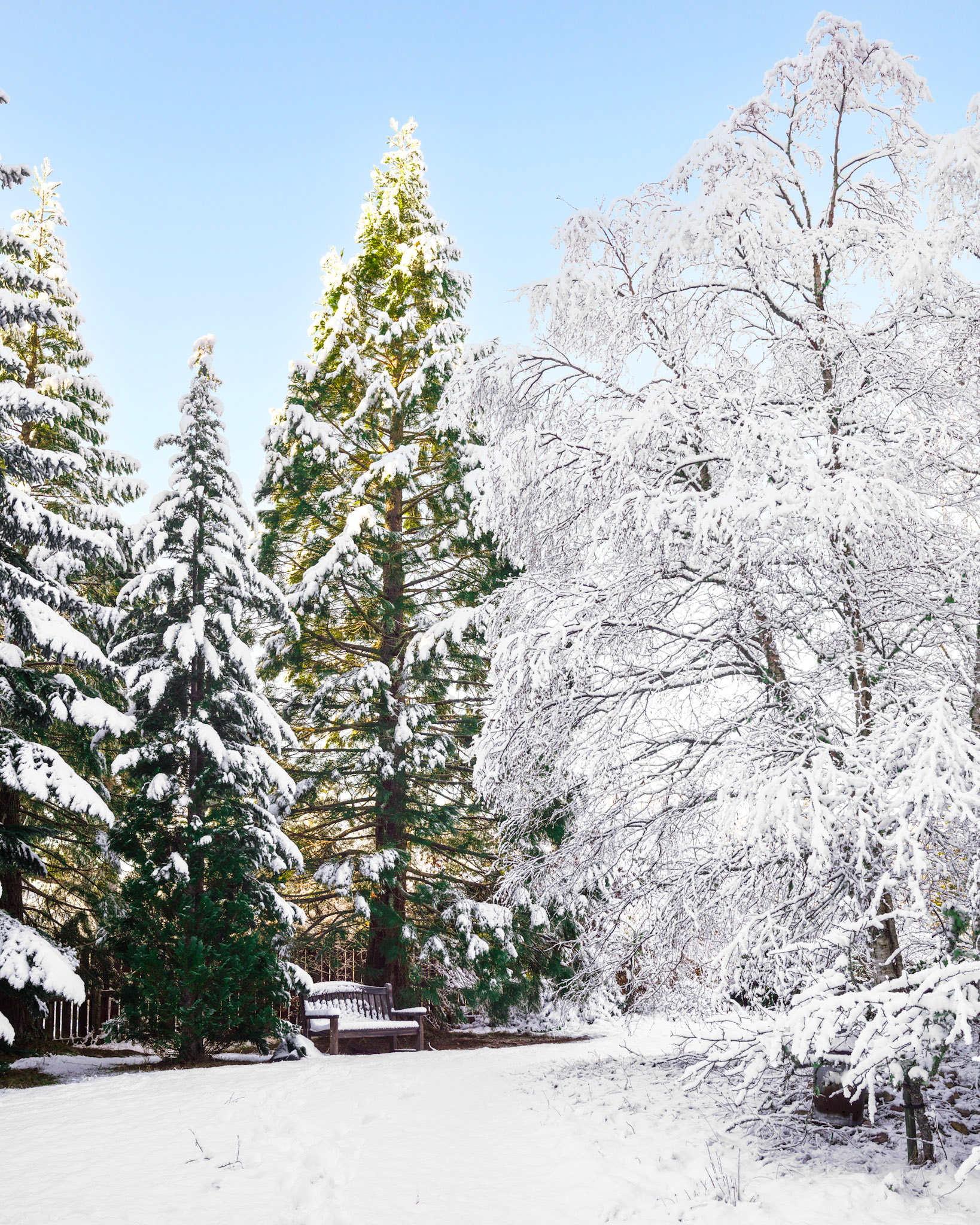 A freezing and snowy winter day from the Cairngorms National Park, Scotland