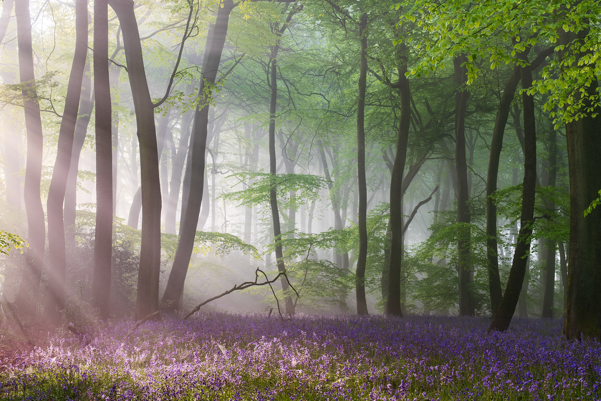 Sunbeams rake through morning mist in a beech woodland in the Chilterns, Oxfordshire, carpeted with bluebells at peak bloom. The low-angled light catches individual shafts between smooth grey trunks, lifting the violet floor against a pale, fog-softened interior. A fallen branch in the mid-ground anchors the composition without disrupting the stillness.