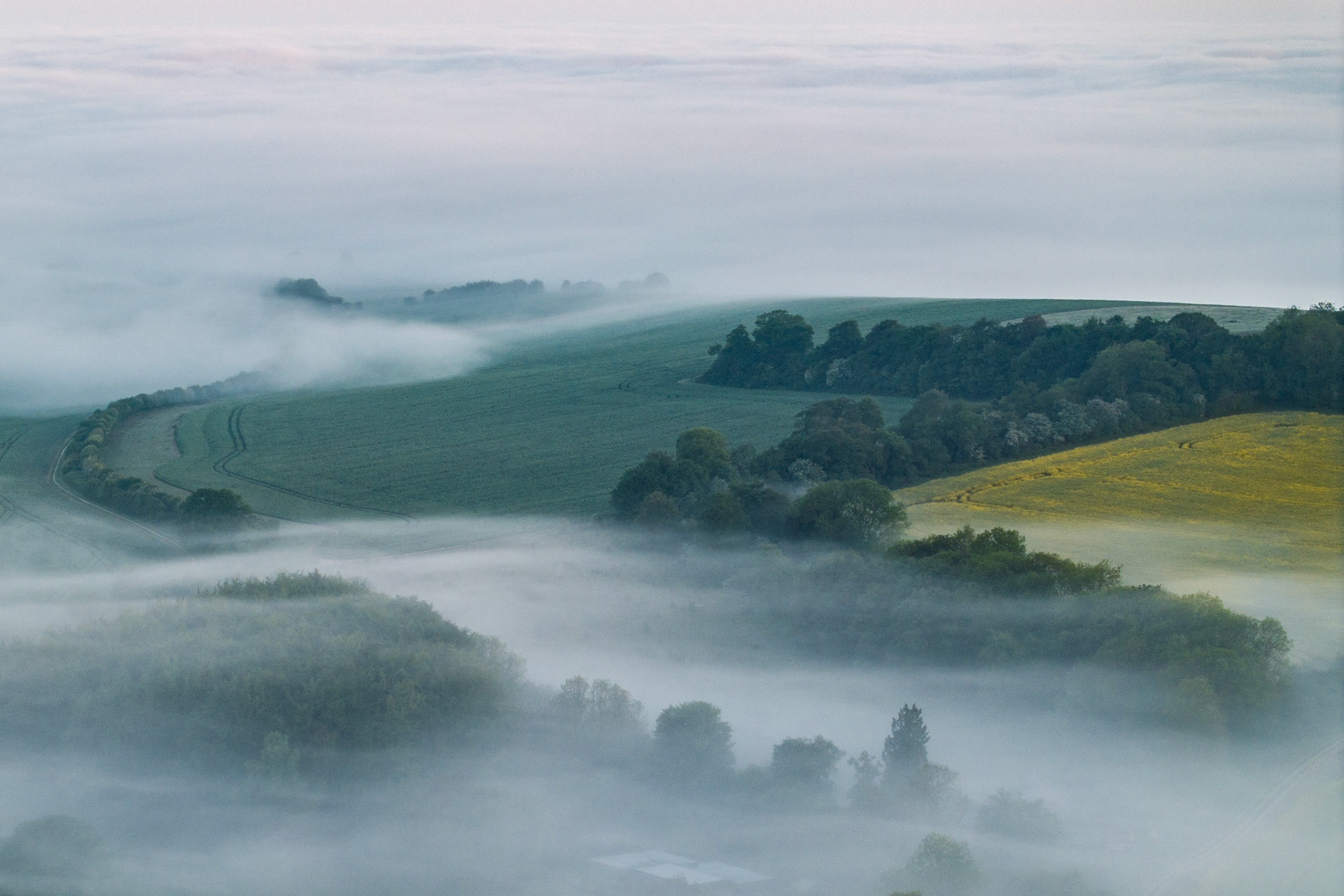 A temperature inversion fills the valley floors of the Chiltern scarp with dense mist, leaving the upper downland clear and green. Tree canopies emerge as islands from the fog, while a curving farm track traces the hillside above the cloud. The rapeseed yellow on the right flank anchors the muted palette with a note of early season colour.