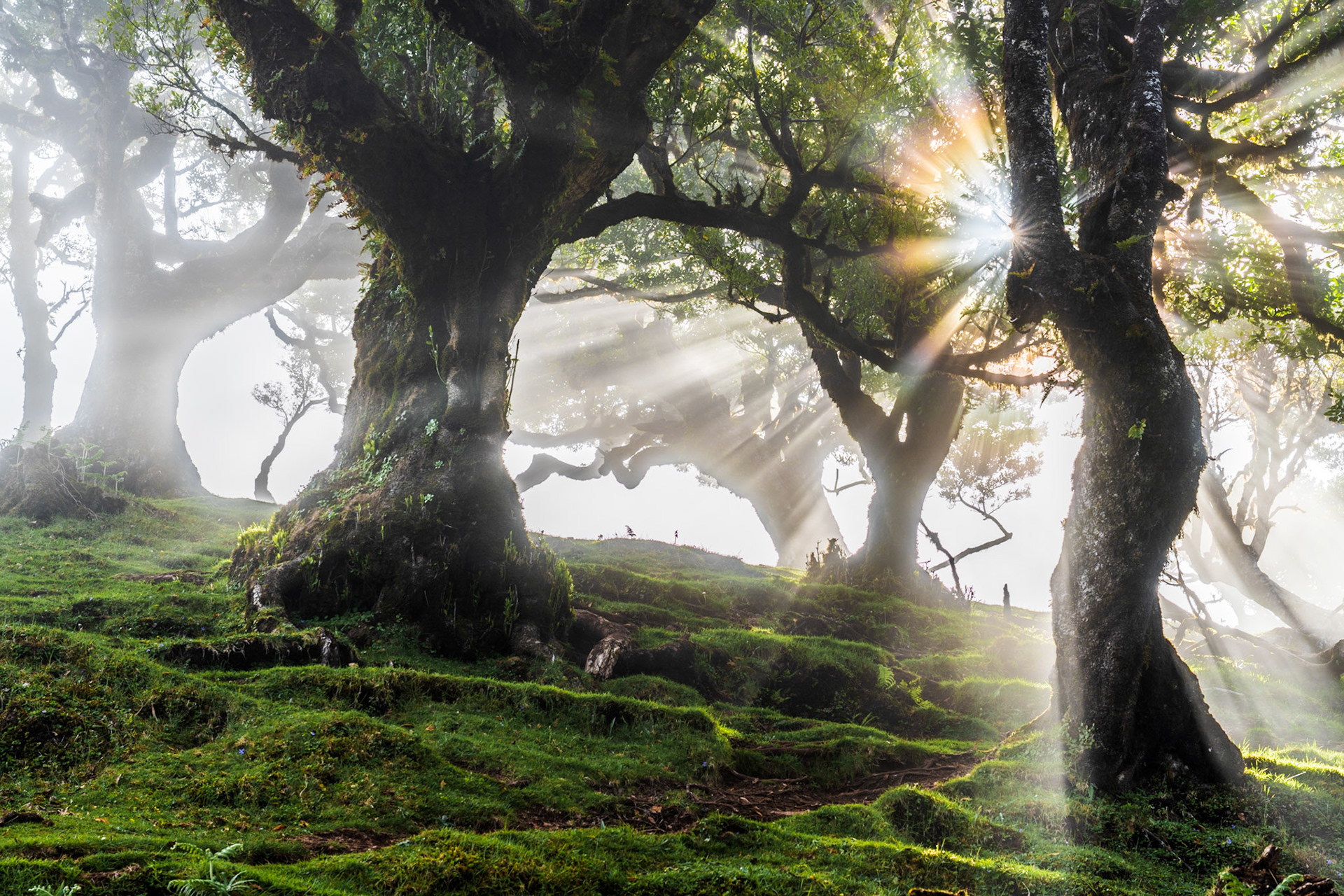 Ancient laurisilva trees on the fog-draped plateau of Fanal, Madeira, at first light in late May. Crepuscular rays break through the canopy arch formed by two gnarled trunks, illuminating a moss-carpeted hillside and a solitary figure in the middle distance. The combination of endemic laurel forest structure, low cloud, and directional sunlight produces an atmospheric compression that is rarely this resolved.