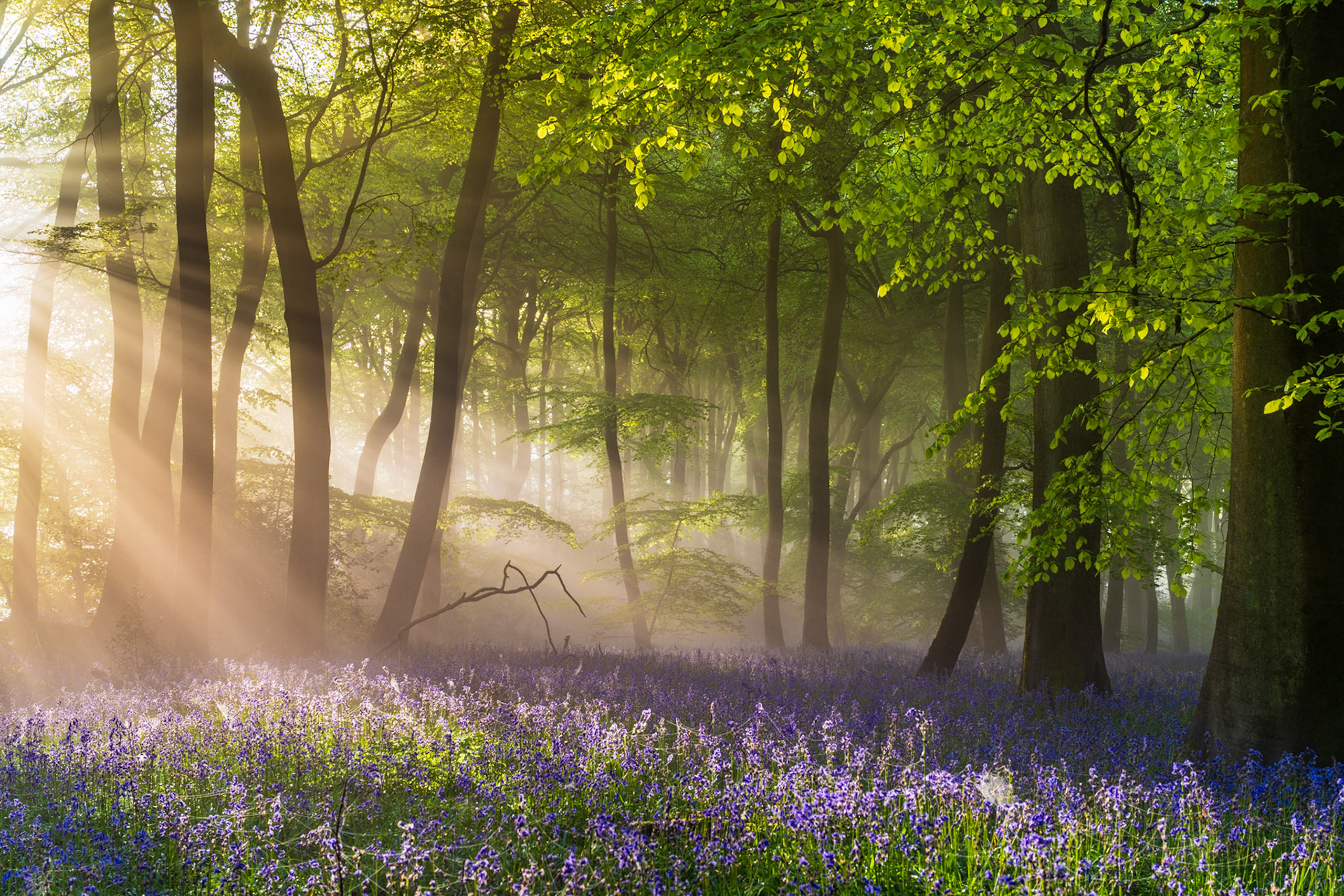 This photograph is award winning, having won the British Photography Awards Landscape category in 2024. Sunbeams pierce the side canopy of this beech wood, lighting up the bluebells and vivid green leaves in beautiful light. A truly magical moment that I was thrilled to capture. Patience, persistence and resiliance enabled me to capture this, thanks to revisiting the location and scouting compositions in advance.