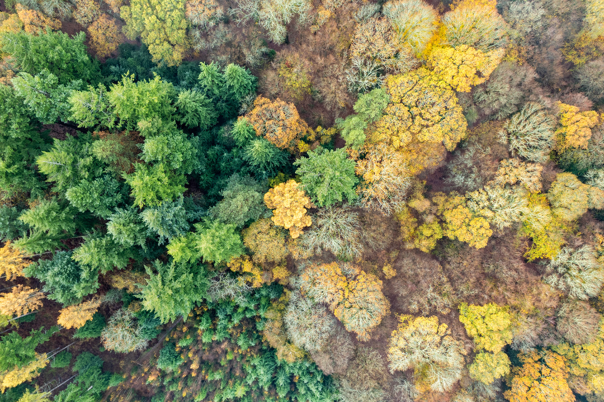A nadir aerial view over mixed woodland near Henley-on-Thames captures the transition between evergreen conifers and deciduous trees in mid-autumn senescence. The diagonal drift from dense green on the left to muted yellows and bare crowns on the right records the uneven pace of leaf-fall across species. Flat overcast light suppresses shadow and keeps the colour palette honest rather than dramatic.