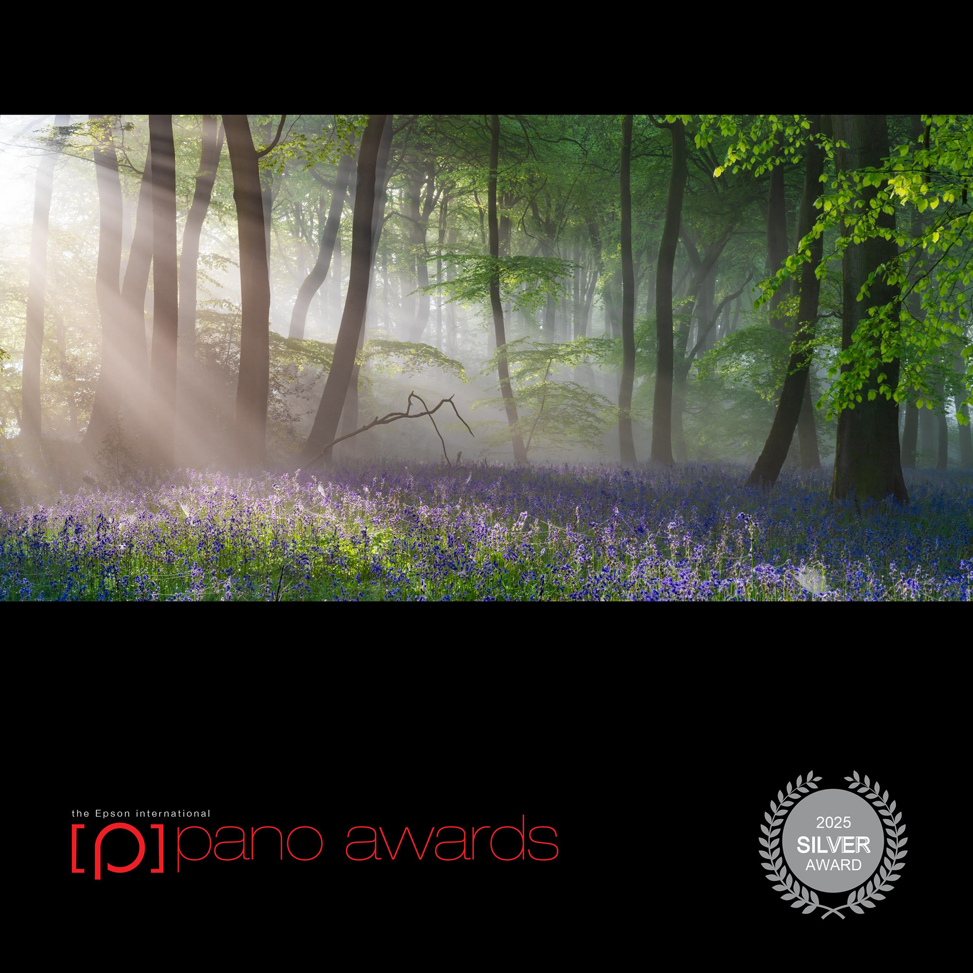 Sunrise through mist over a carpet of bluebells in a beechwood, photographed by Christopher Harrison — Epson Pano Awards Silver winner 2025