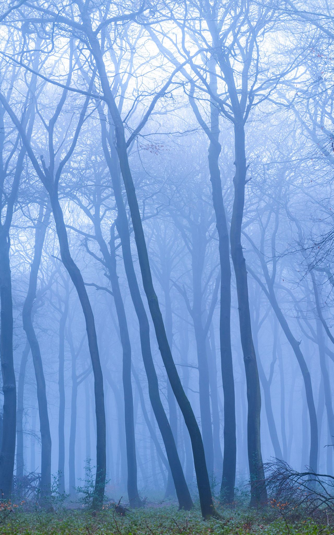 Bare beech trunks in the Chilterns recede into dense winter fog, their sinuous forms creating a layered rhythm of diminishing tone. Diffuse backlight from a low Oxfordshire sky separates each plane of the wood, compressing depth into a near-monochromatic blue-grey. A scatter of ivy at the base anchors the verticals without competing with the stillness above.