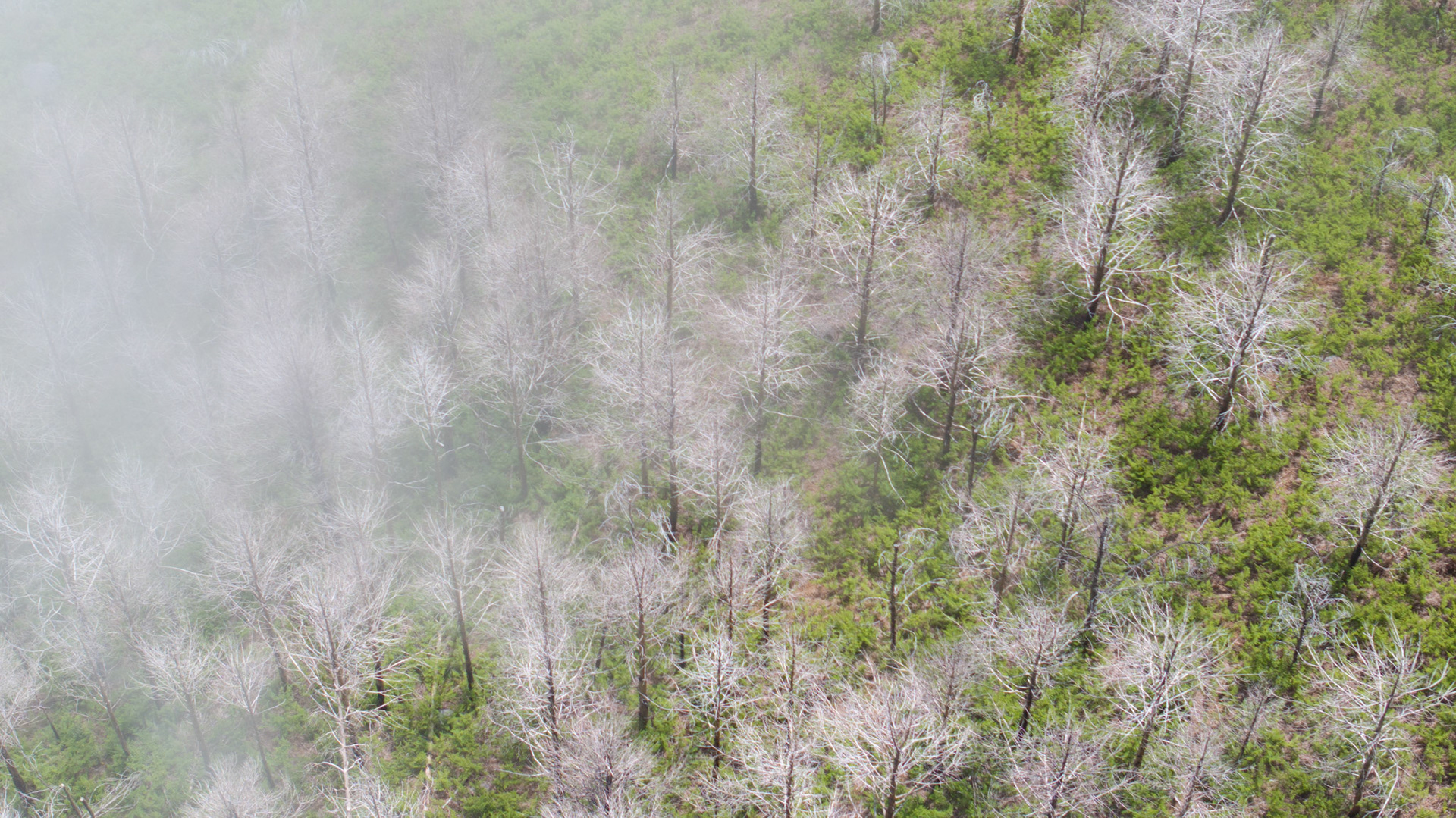 A wall of low cloud advances across a hillside of dead standing trees and young evergreen regeneration, Arco da Calheta, Madeira. Shot from directly overhead, the image reads as a study in forest succession — bleached skeletal trunks interspersed with bright spring growth, half-consumed by mist. The tonal gradient from white fog to saturated green gives the frame its only structural drama.