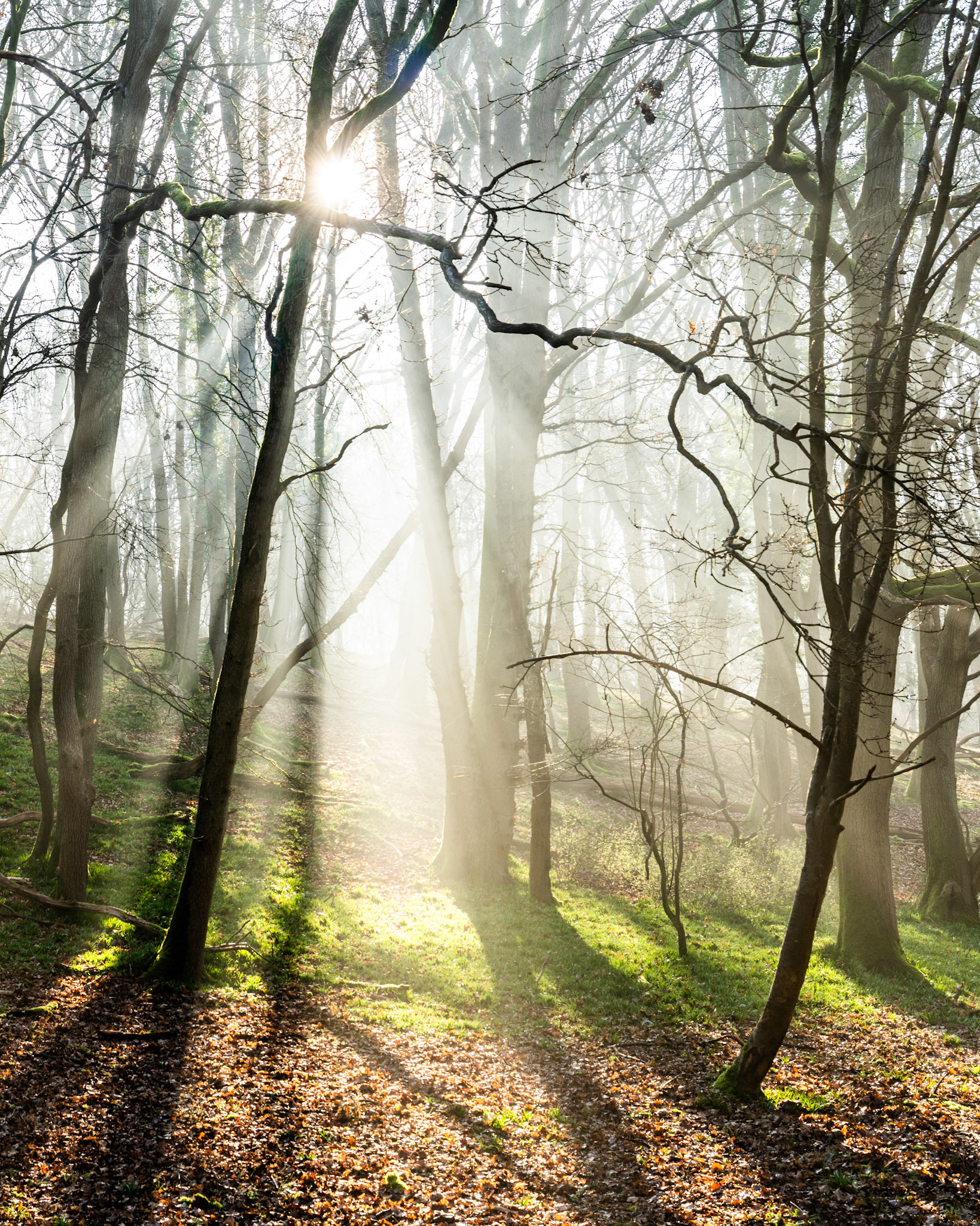 Crepuscular rays break through bare deciduous woodland in the Chilterns, Oxfordshire, on a misty late-winter morning, the low sun rendered as a starburst between two dominant trunks. Leaf litter on the woodland floor and moss-covered banks on either side frame the column of light, while receding trees dissolve into fog. The scene sits at the transitional moment between winter dormancy and the first suggestion of spring growth.
