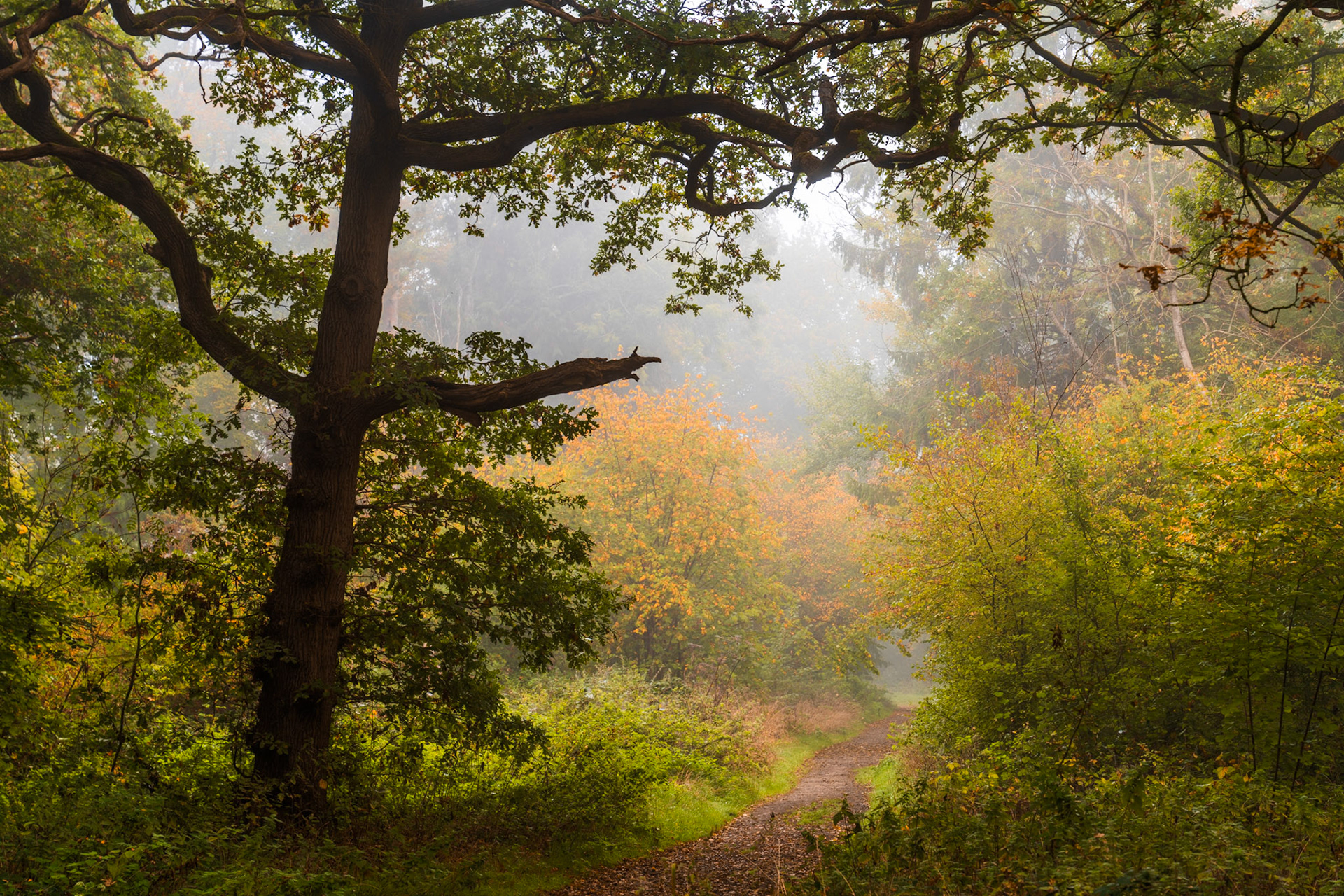 A veteran oak frames a woodland track dissolving into autumn fog, its lateral branch cutting across the middle distance with quiet authority. Early-season colour — amber and ochre in the understorey — is softened by the diffuse light. The path draws the eye into a wall of mist that withholds any resolution.