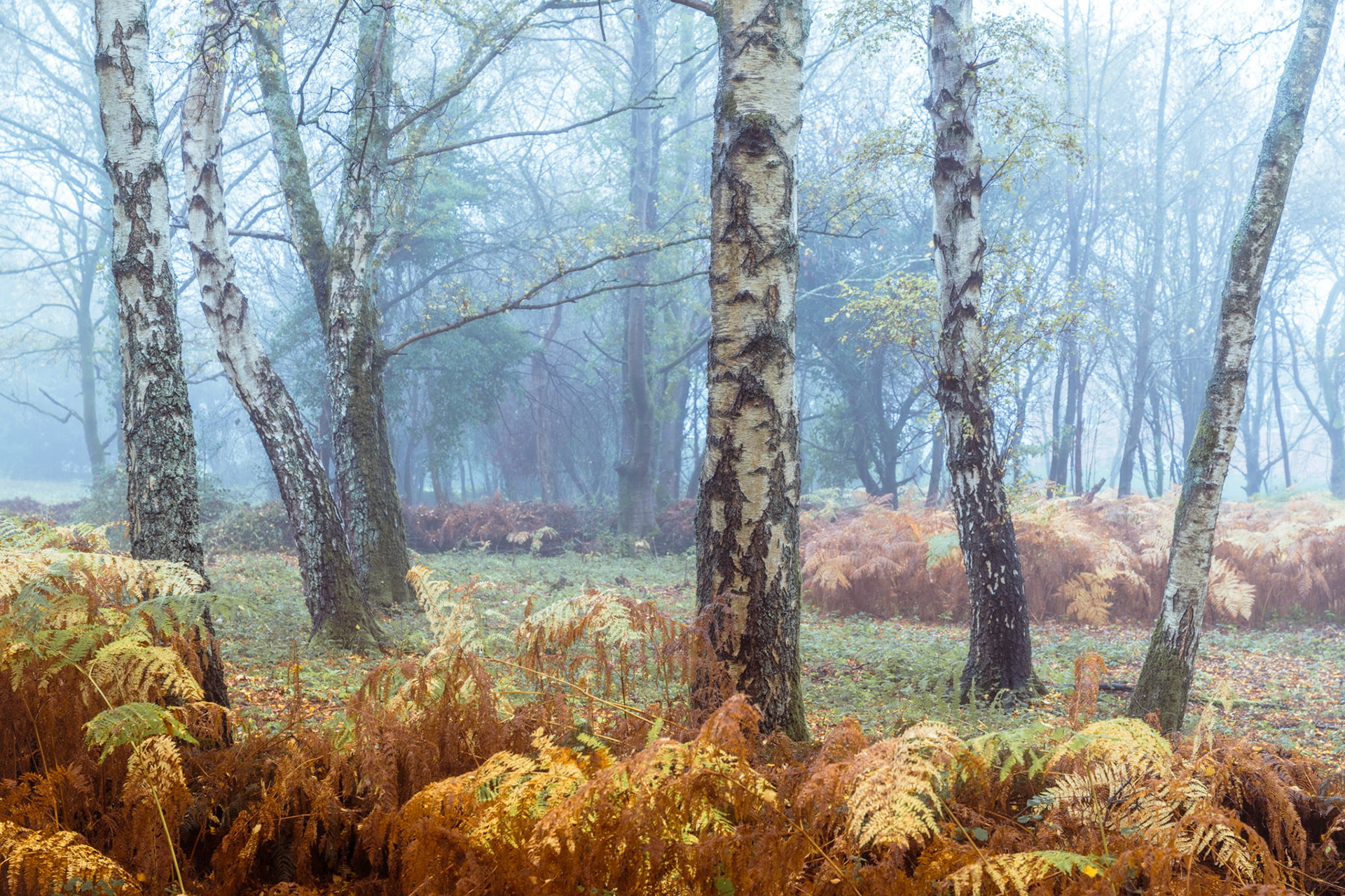 Silver birches rise through autumn fog, their white bark contrasting with a dense understorey of rust-coloured bracken in late seasonal decline. The soft diffusion of moisture-laden air compresses depth and mutes the treeline into pale silhouette. A quiet, intimate woodland interior caught at mid-morning on a still November day.