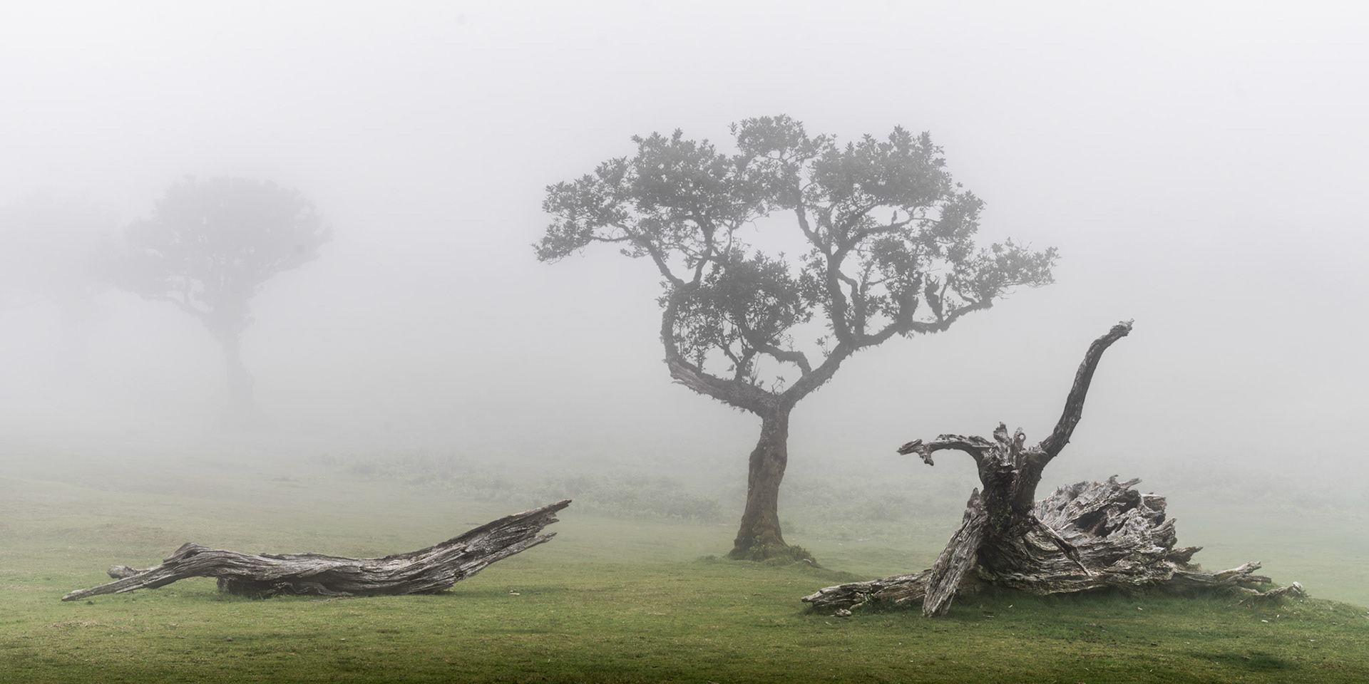 A lone laurisilva tree emerges from dense fog in the ancient laurel forest of Fanal, Madeira, flanked by two fallen and heavily weathered trunks. The ghost of a second tree recedes into the mist behind, compressing the scene into a single tonal plane. The panoramic frame and monochrome conversion heighten the stillness and geological age of the forest floor.