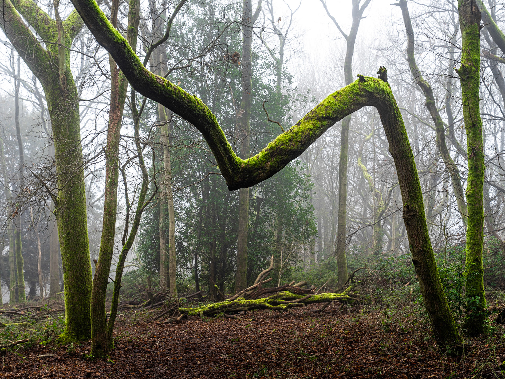 A heavily moss-covered branch arcs between two leaning trunks in the Chilterns, Oxfordshire, forming a natural gateway into fog-softened woodland in late winter. Fallen deadwood and a leaf-litter floor anchor the foreground, while bare and evergreen trees dissolve into diffuse grey beyond. The sculptural geometry of the branch commands the frame with quiet insistence.