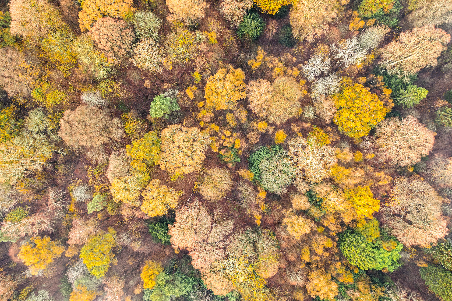 A nadir aerial view over mixed deciduous woodland near Henley-on-Thames records the uneven progress of leaf fall in mid-November, where yellow-gold crowns of oak and field maple sit alongside bare branch structures and the dark cones of retained evergreens. The flat, diffuse light of an overcast morning suppresses shadow and allows the tonal range of the canopy — ochre, buff, pale green and ash-white — to read as near-abstract patchwork.