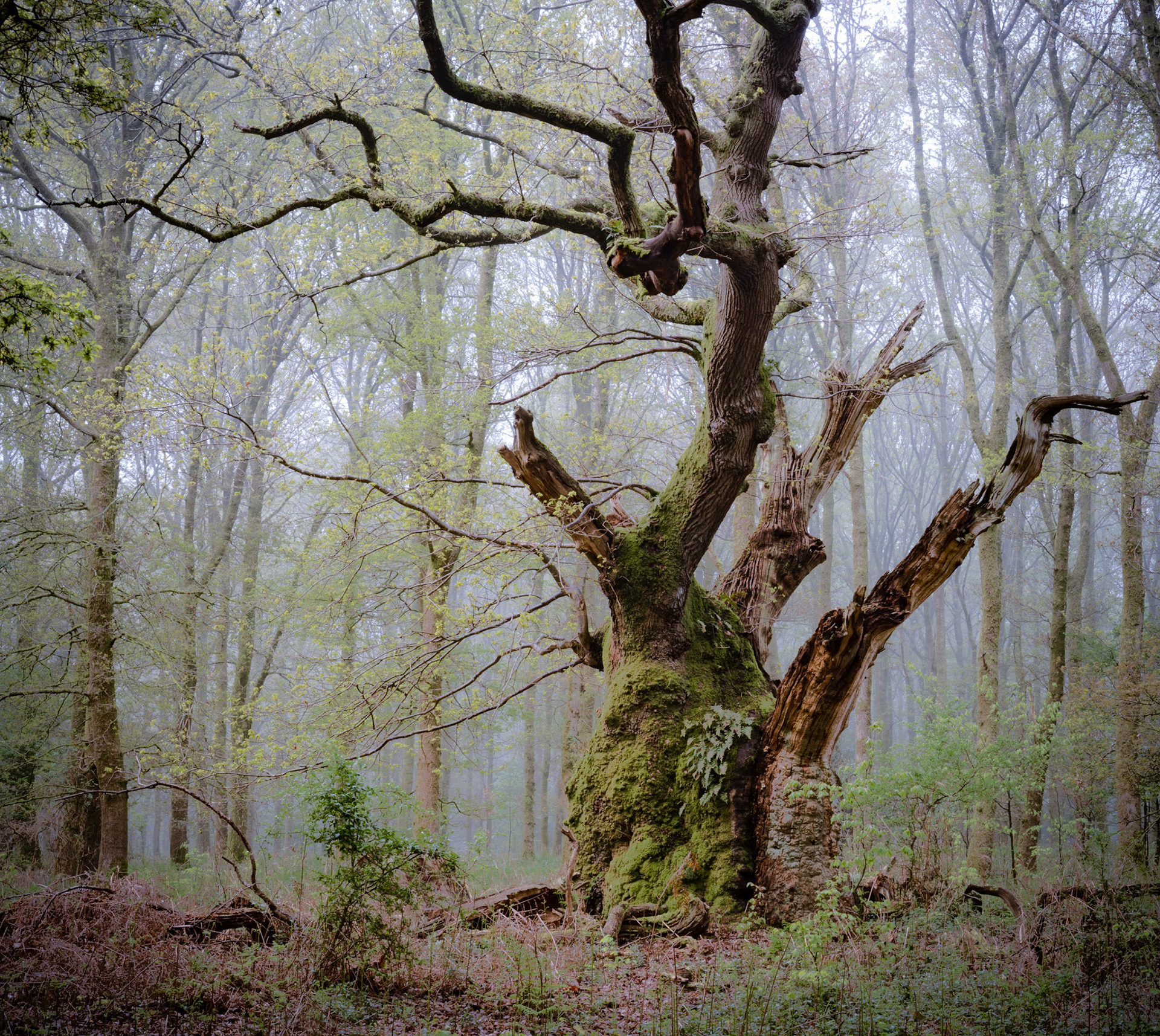Ancient Oak Tree covered in Moss with Foggy moody backdrop, England