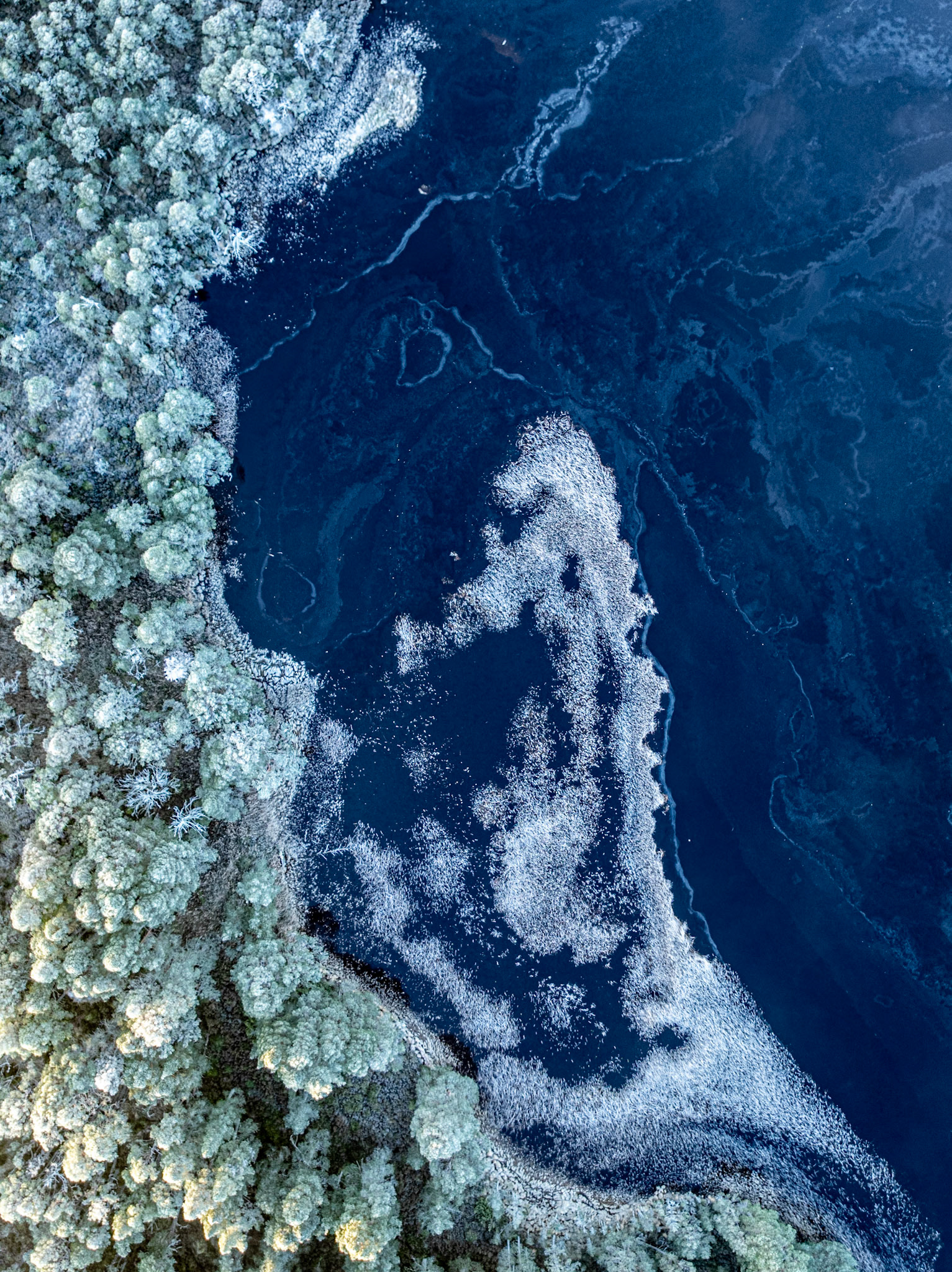 Frost-rimed conifers meet the dark water of a Highland loch at Nethy Bridge, Cairngorms, on a Christmas morning. Fragile ice shelves extend from the treeline into the deep blue water, their organic forms echoing the curvature of the shoreline above. Shot directly overhead, the compressed perspective dissolves the familiar boundary between forest and water into near-abstraction.