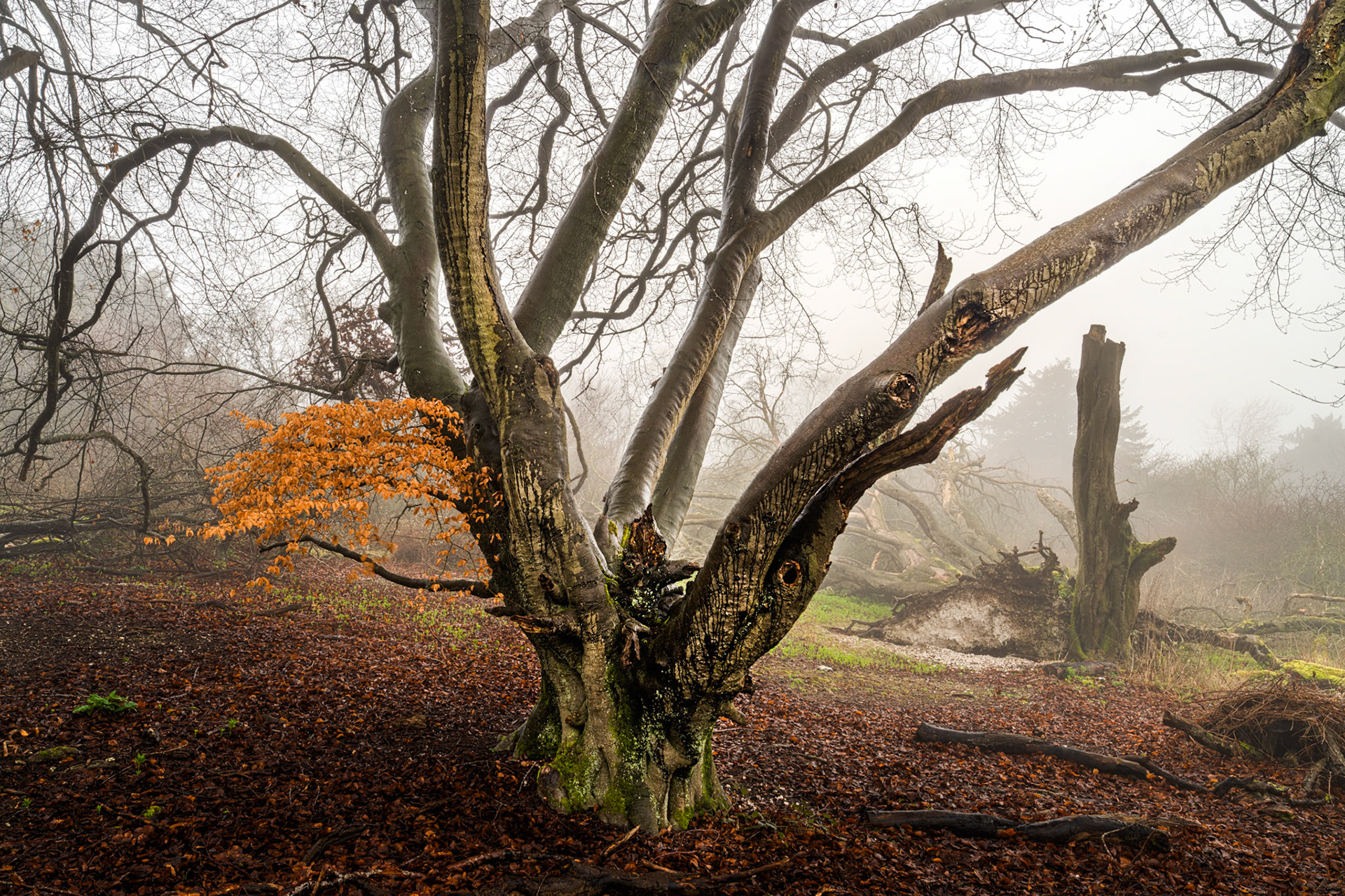 A veteran multi-stemmed beech in the Chilterns retains a cluster of marcescent copper leaves against the grey of a foggy late-winter morning. The gnarled, knotted bole carries the character of centuries, while fallen timber and a standing dead snag recede into the Oxfordshire mist behind. The carpet of decomposing beech leaf litter anchors the composition in the quiet decay of the season.