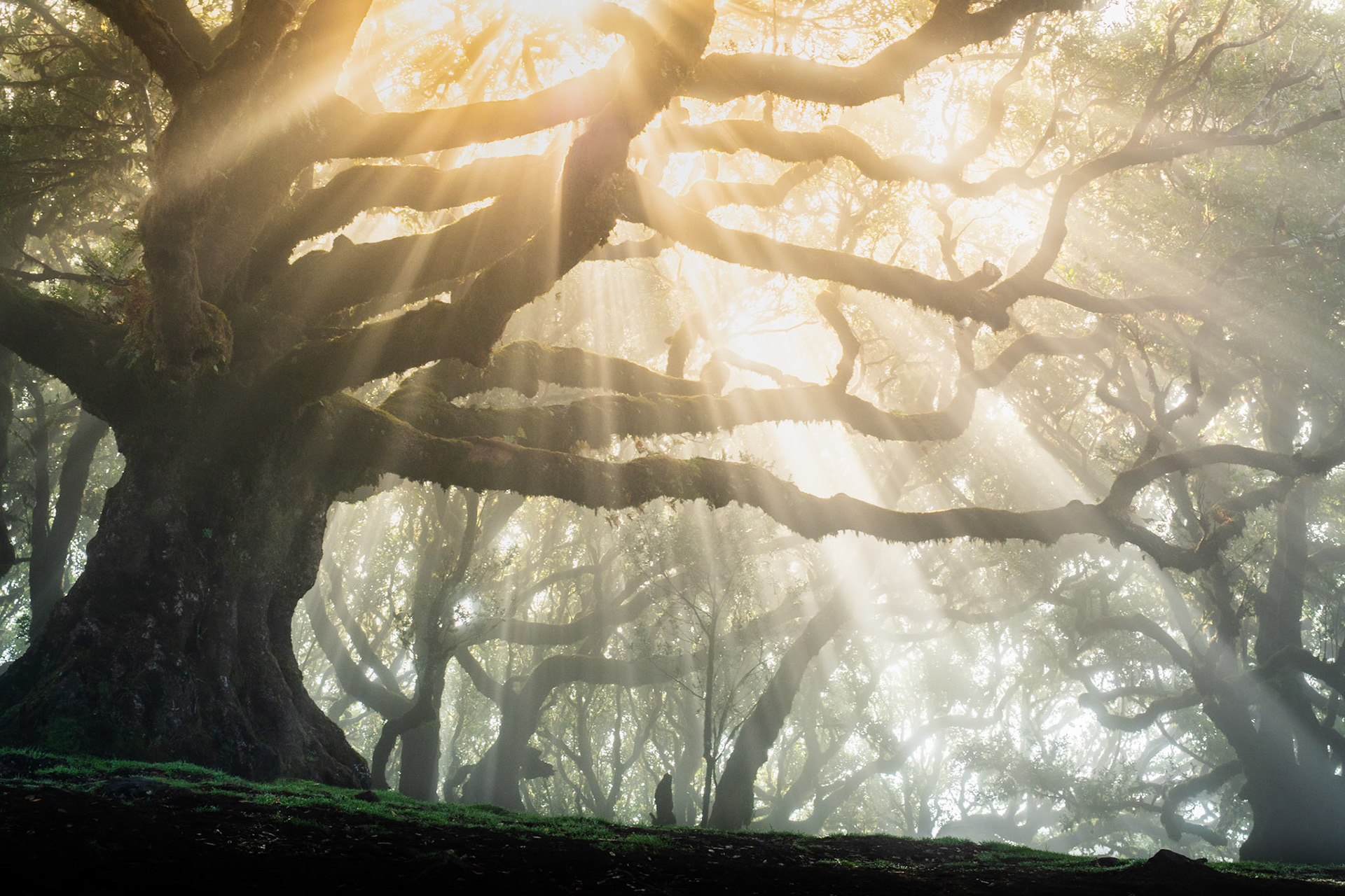 Crepuscular rays penetrate fog between the sprawling limbs of old-growth laurisilva trees, most likely within the laurel forest of Garajonay or Fanal, Madeira. A solitary figure stands at the forest floor, lending scale to the cathedral-like spread of the dominant trunk. The mist acts as a scattering medium, rendering each beam distinct against the dark understory.