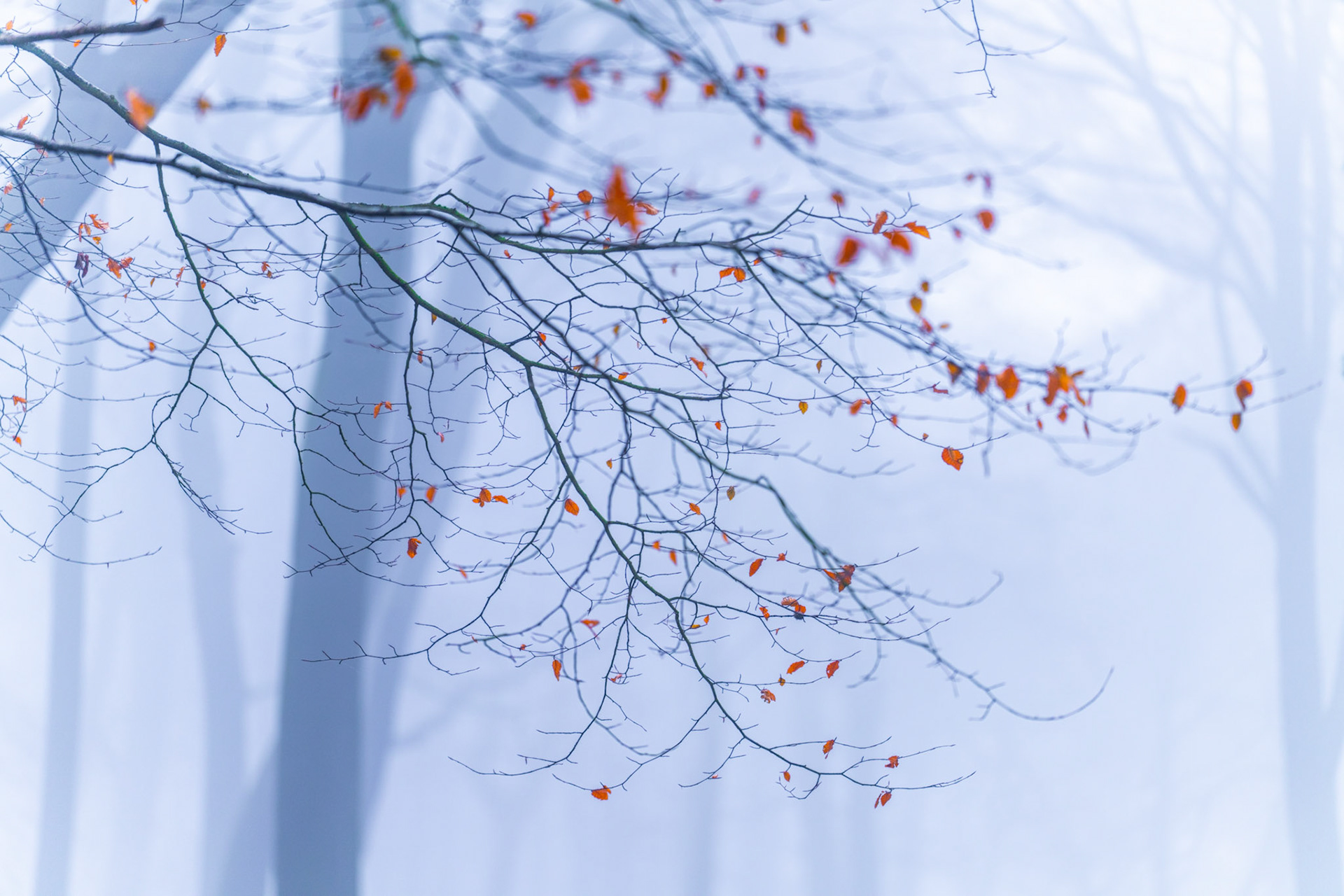 A beech branch clings to its final rust-coloured leaves against a fog-filled interior of Chilterns woodland in Oxfordshire, the background reduced to pale vertical columns of unseen trunks. Captured in the blue-grey stillness of a January morning, the image draws tension from the contrast between the intricate tracery of bare twigs and the scattered warmth of unreleased autumn foliage.