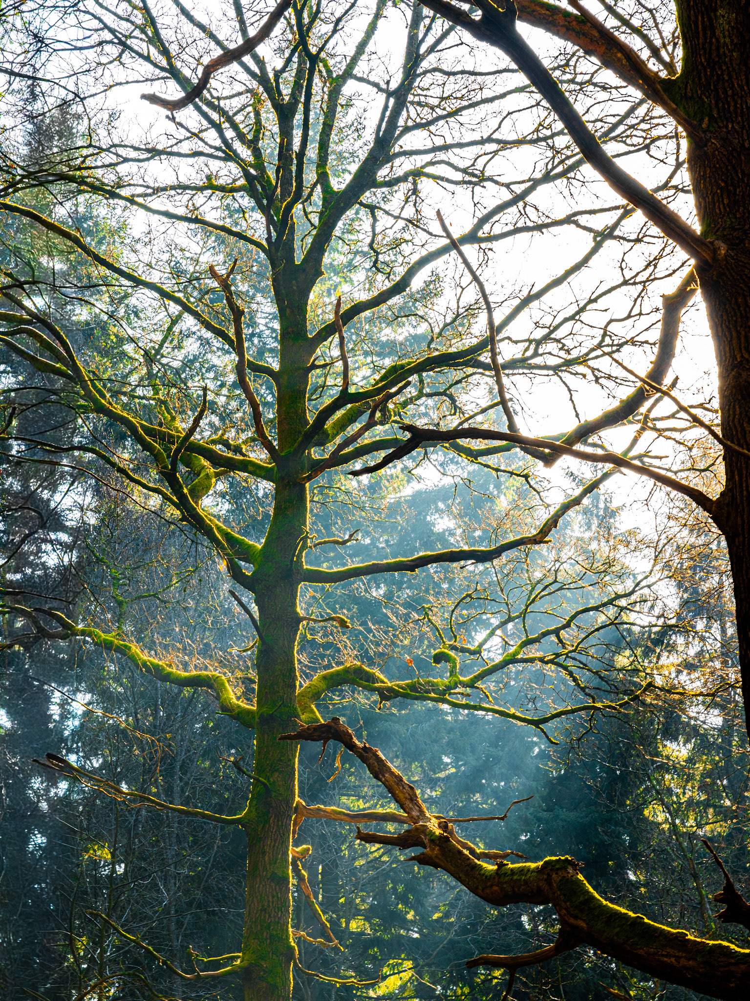 A mature deciduous tree, its bark and bare branches thickly colonised by moss, stands backlit against diffuse winter sunlight filtering through a mixed woodland. A fallen limb, equally moss-covered, sweeps across the lower frame, anchoring the composition. The rim-lighting separates each branch from the soft atmospheric haze behind, giving the scene a quiet, almost luminous quality.