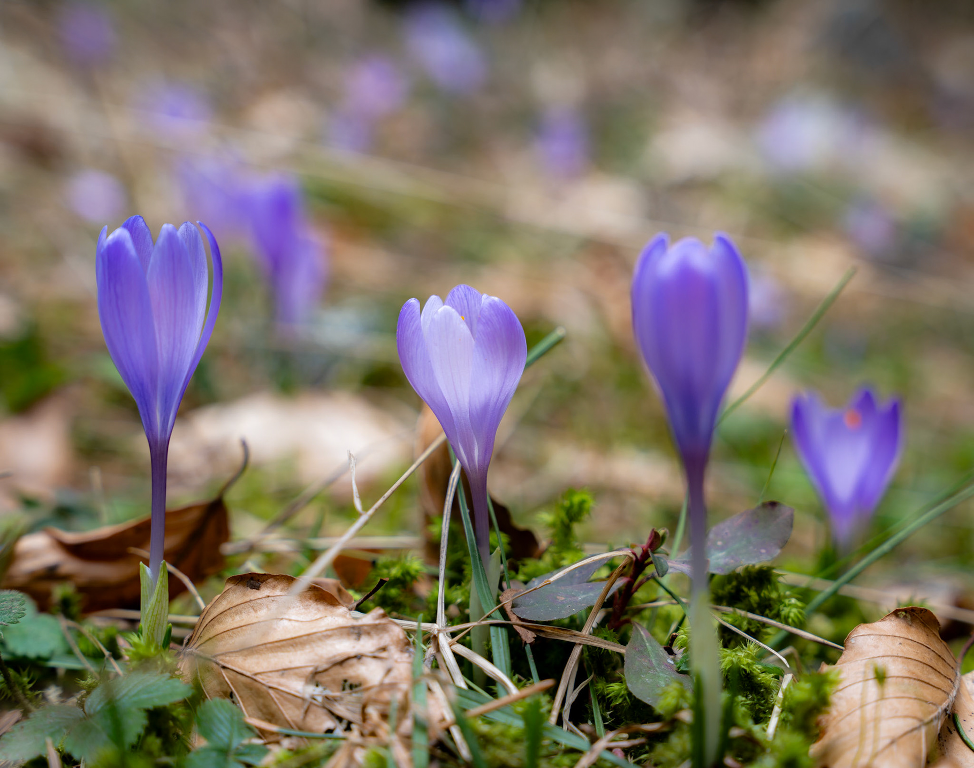 A scatter of purple crocuses emerges through moss, dead leaf litter and winter debris in early spring. The shallow depth of field resolves three foreground blooms sharply while the colony recedes into soft violet haze behind. Diffuse, even light renders the petal translucency without shadow drama.