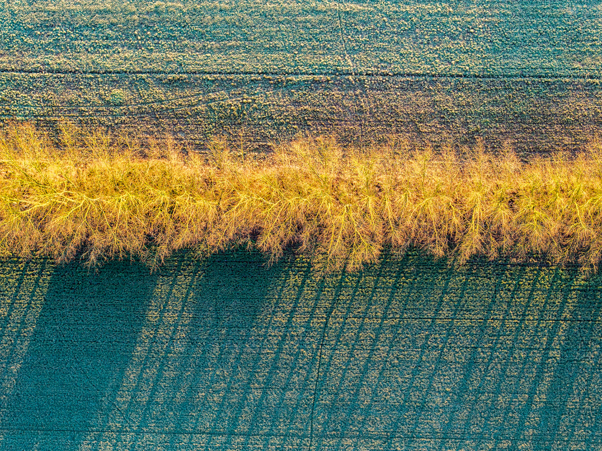 A bare hedgerow bisects two arable fields near Wallingford, Oxfordshire, its leafless canopy glowing amber in low January sun. Long shadows rake southward across frost-dusted winter crops, reducing the agricultural landscape to horizontal bands of colour and texture. The directly overhead perspective strips away depth, leaving pure graphic tension between warm and cool.