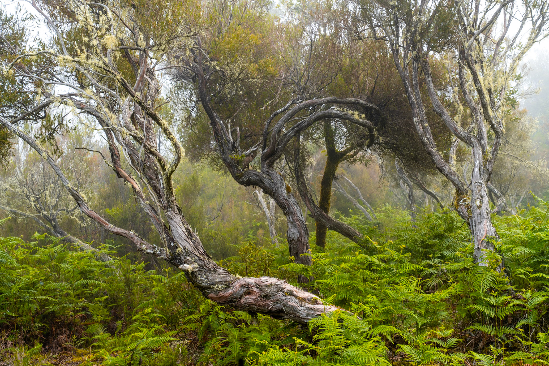 Contorted trees emerge from a dense understorey of ferns in early morning fog, their weathered trunks trailing lichen and peeling bark. A fallen bough curves low across the foreground, anchoring a scene of layered, receding forms that dissolve into diffuse light. The stillness and structural complexity suggest laurisilva-type woodland on Madeira or a comparable Atlantic island habitat.