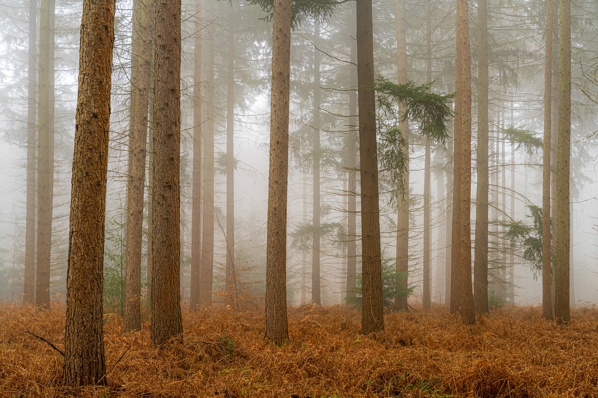 Dense fog softens a conifer plantation to a sequence of receding trunks, the forest floor carpeted in rust-coloured bracken. The low viewpoint compresses the vertical rhythm of the trees while mist erases any clear horizon, lending the scene a quiet, directionless depth. Captured in early morning light that keeps the palette cool and muted.