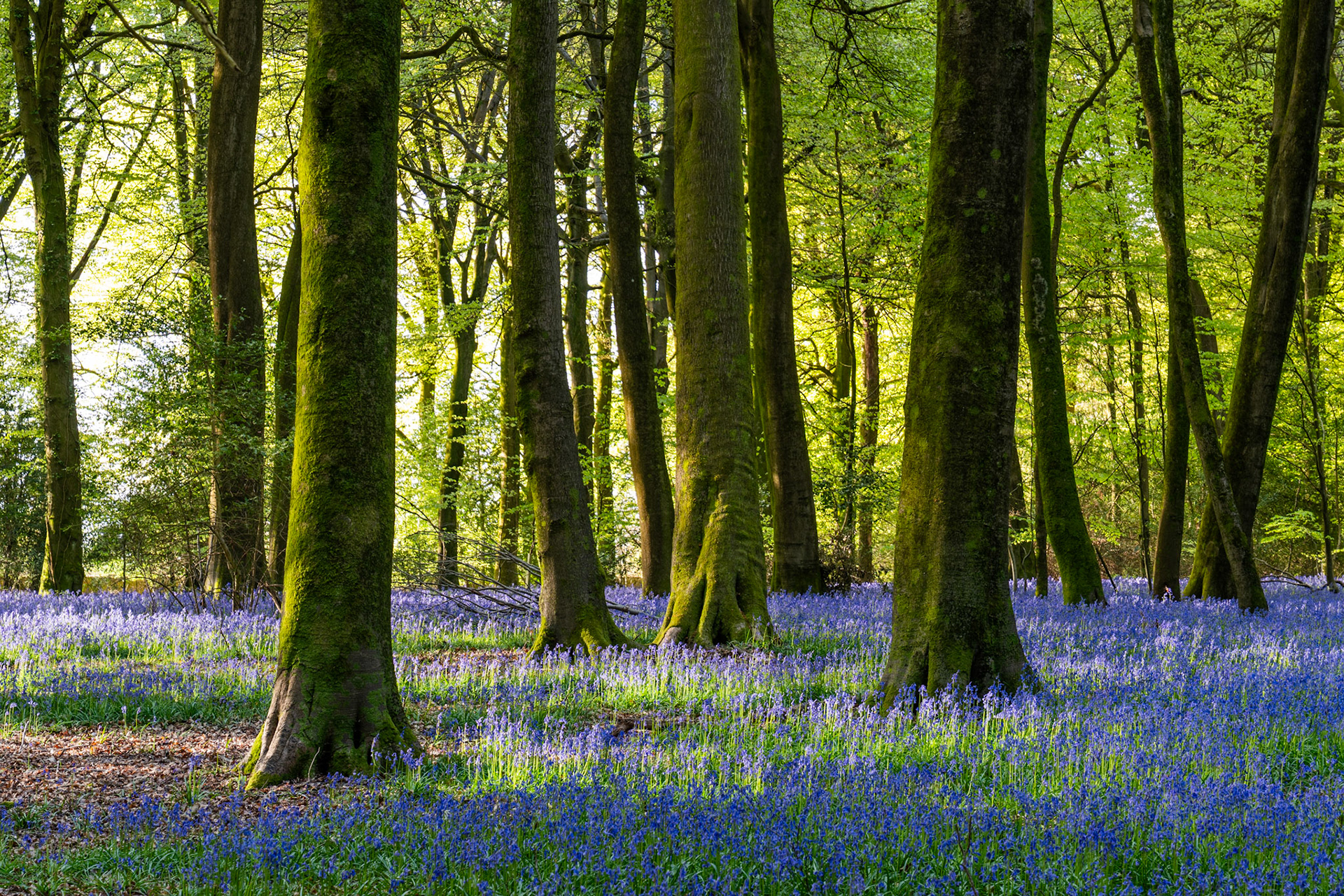 A carpet of native bluebells spreads beneath moss-covered beech trunks in a Chilterns woodland, caught in early morning light. Backlit fresh foliage creates a luminous green canopy against which the dark verticals of the trees act as framing elements. The low sun filters through the wood's edge in this corner of Oxfordshire, casting raking light across the flower-covered floor.