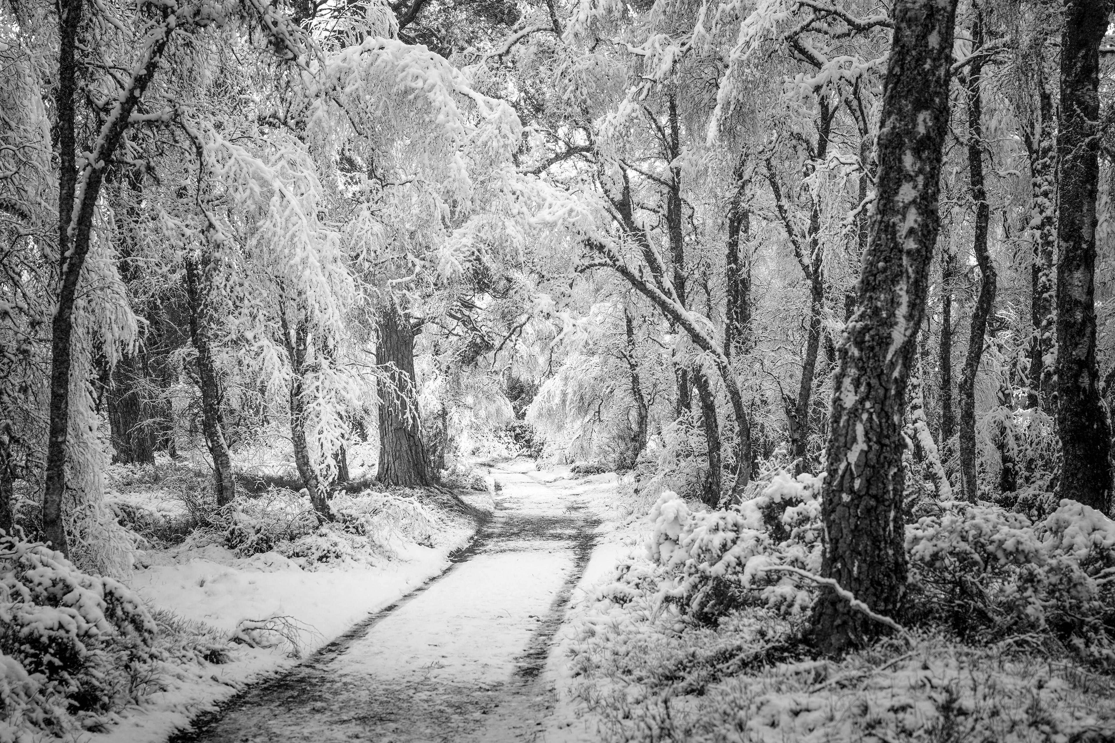 Deep inside a Caledonian Forest Woodland, where ancient trees are covered in heavy snow. Christopher Harrison - Travel Photographer of the Year 2024 - Finalist