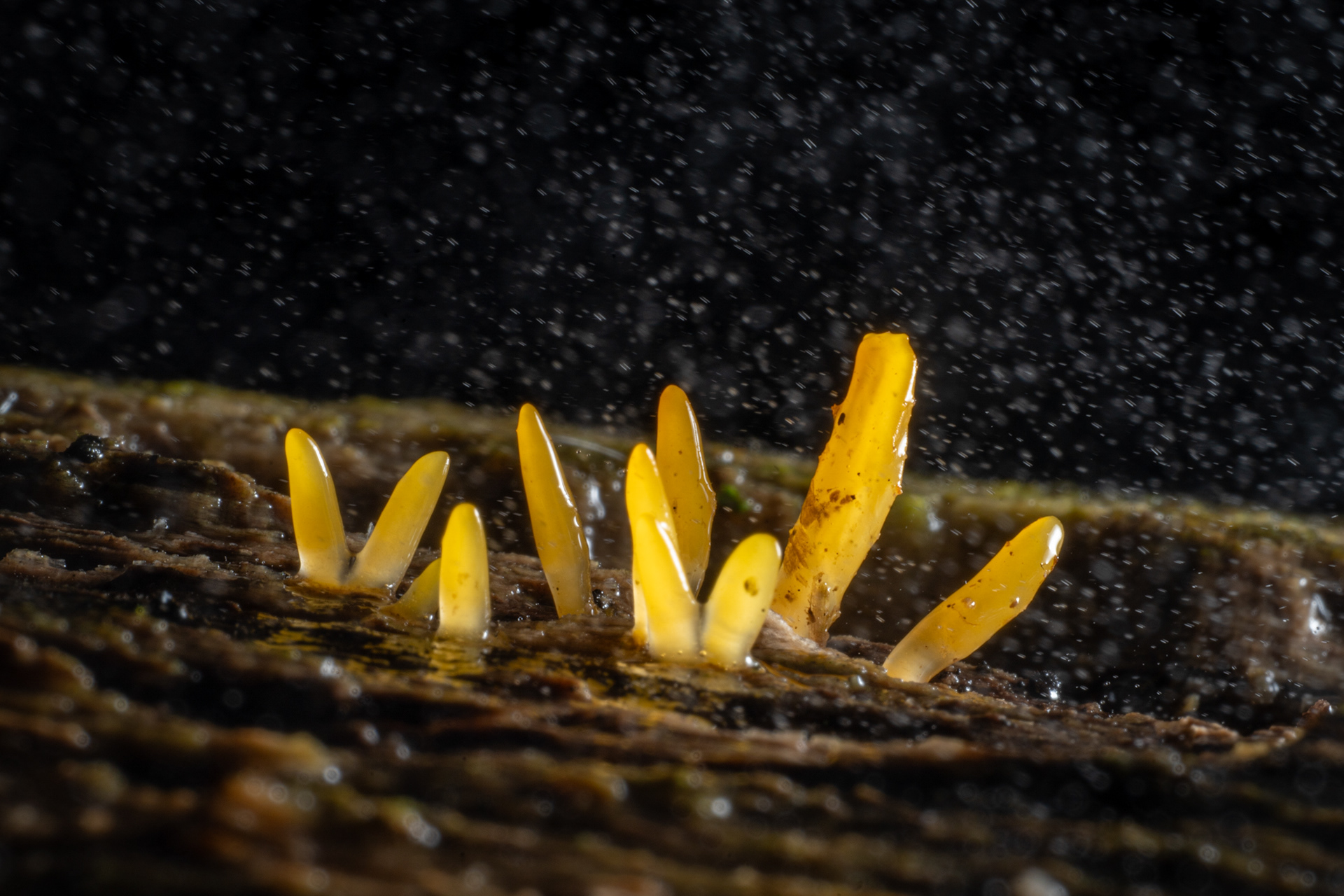 Otherworldly fungi grows through the decaying bark of a fallen tree, with mist lit up behind the fungi. Captued on the Sigma 105mm Art lens.