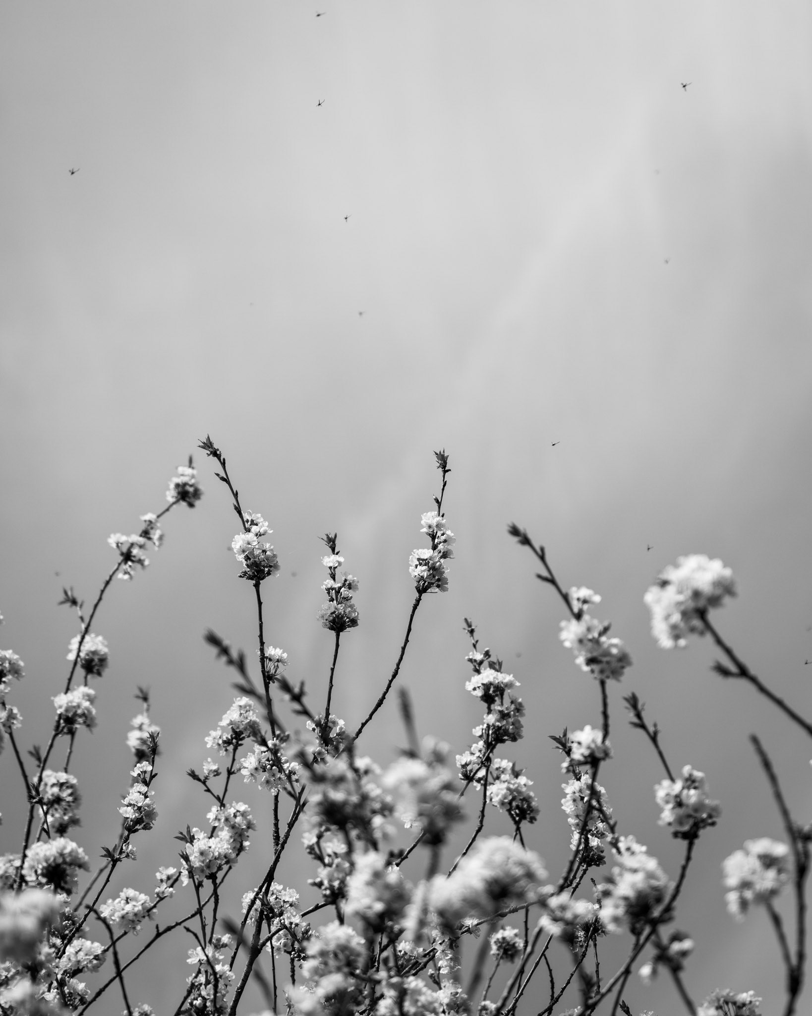 Springtime blossom in black and white, creating a somewhat abstract scene, England