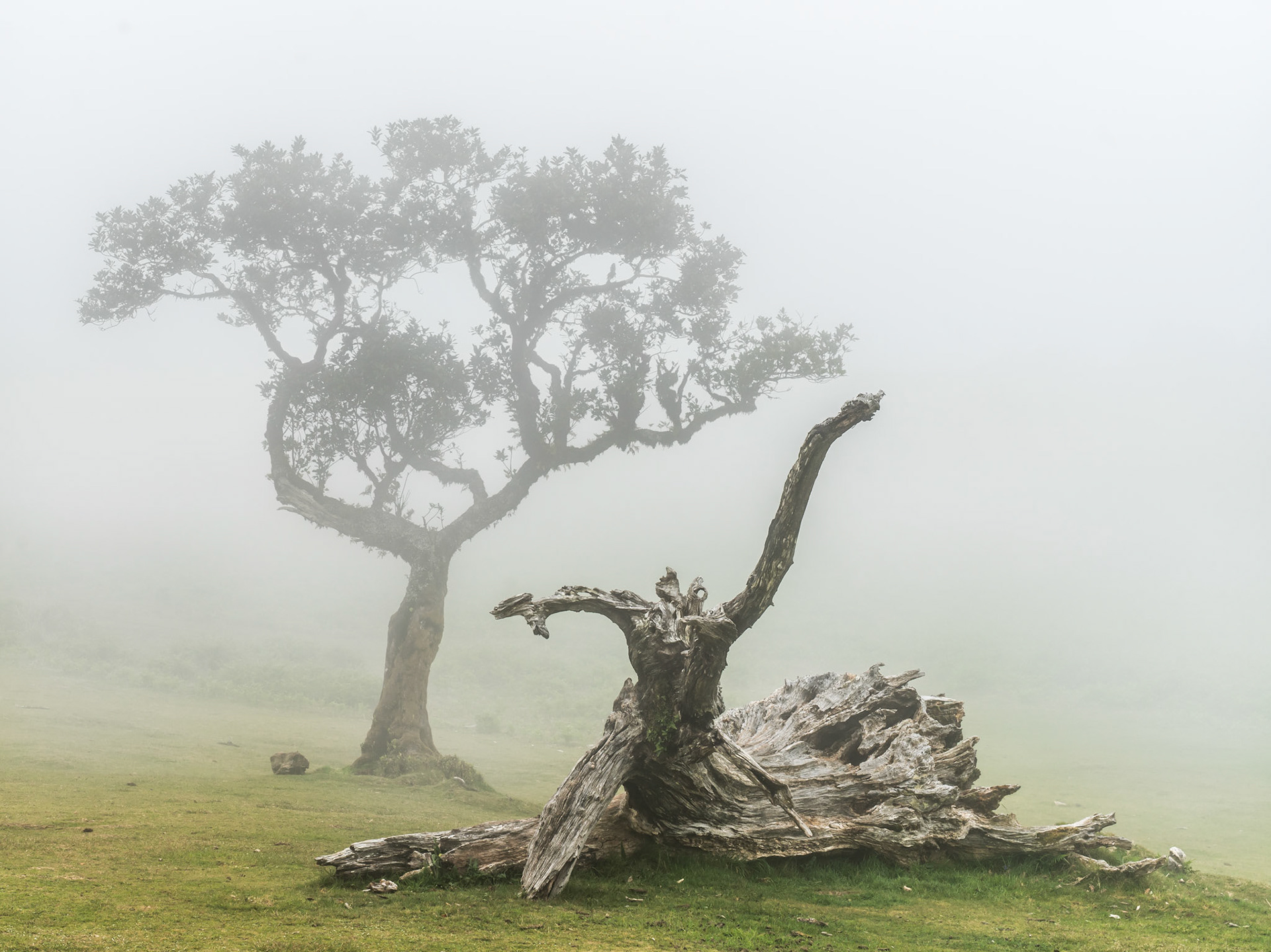 A fallen laurisilva trunk, bleached and contorted, lies on the plateau grassland of Fanal while a living til tree recedes into low cloud behind it. The pairing of decay and persistence, rendered in flat fog-light, strips the scene to its essential dialogue between death and continuity.