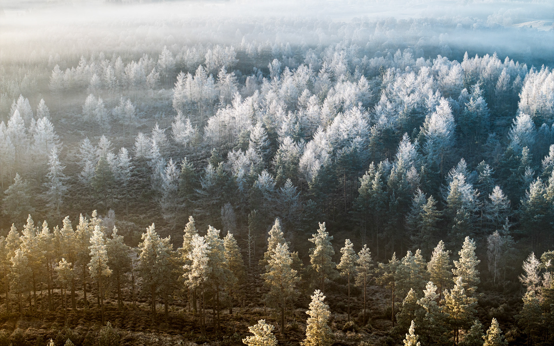 A temperature inversion traps low mist across a Scots pine plantation near Aviemore on a December morning, the hoarfrost catching the low raking light in bands that shift from warm gold at the forest edge to cold silver in the deeper canopy. Aerial perspective flattens the scene into near-abstraction, the tonal gradient reading almost as a single sustained breath held across the trees. Captured Christmas morning 2025, Cairngorms National Park.