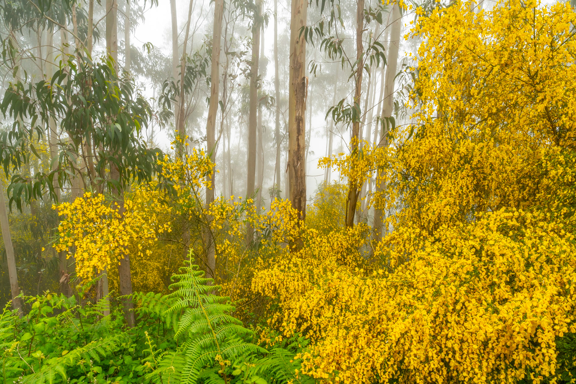 Dense flowering broom pushes through a eucalyptus plantation as morning fog softens the pale trunks into successive planes of grey. The saturated yellow of the shrubs holds against the muted background, creating a tension between the vivid foreground and the dissolving interior of the wood. Bracken fronds in the lower frame anchor the composition in something quieter.