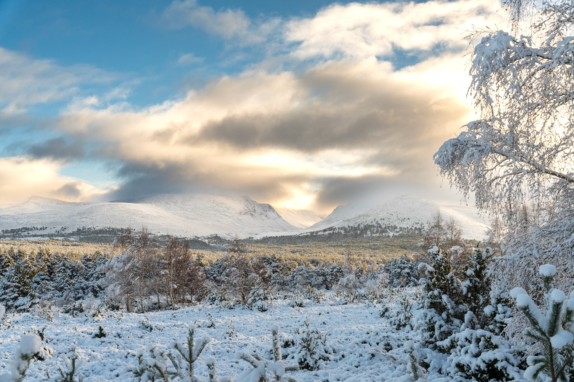 Looking towards the Cairngorm mountains over the vast remnants of the Caledonian Forest. Covered in snow in this winter scene. Scotland.