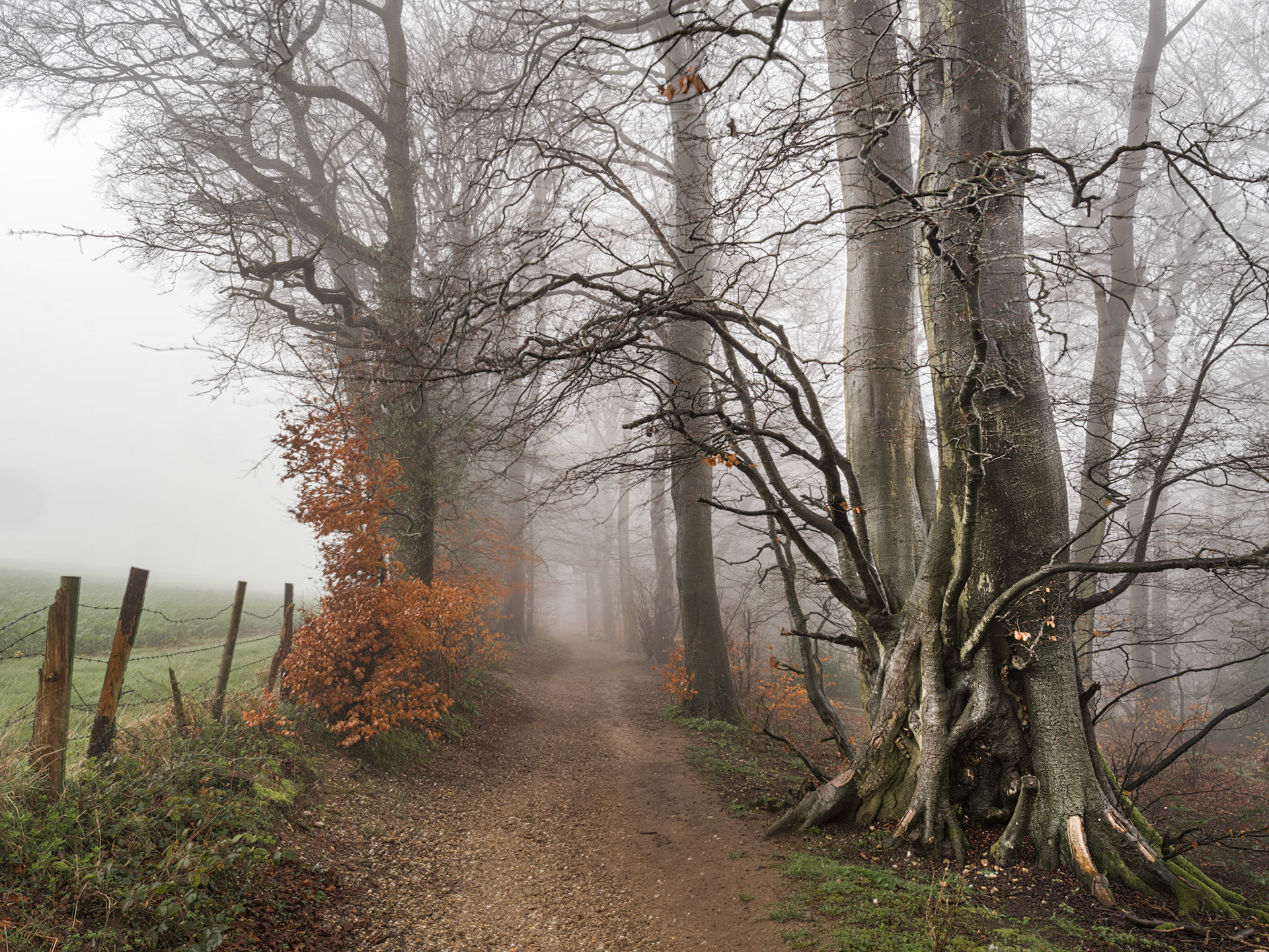 A gravel path curves into dense autumn beechwood in the Chilterns, Oxfordshire, the trees dissolving into thick morning fog beyond. The gnarled root mass of a veteran beech anchors the right foreground, its twisted form contrasting with the ghostly recession of trunks behind. A barbed-wire fence and remnant copper leaves provide quiet counterpoint to the monochromatic atmosphere.