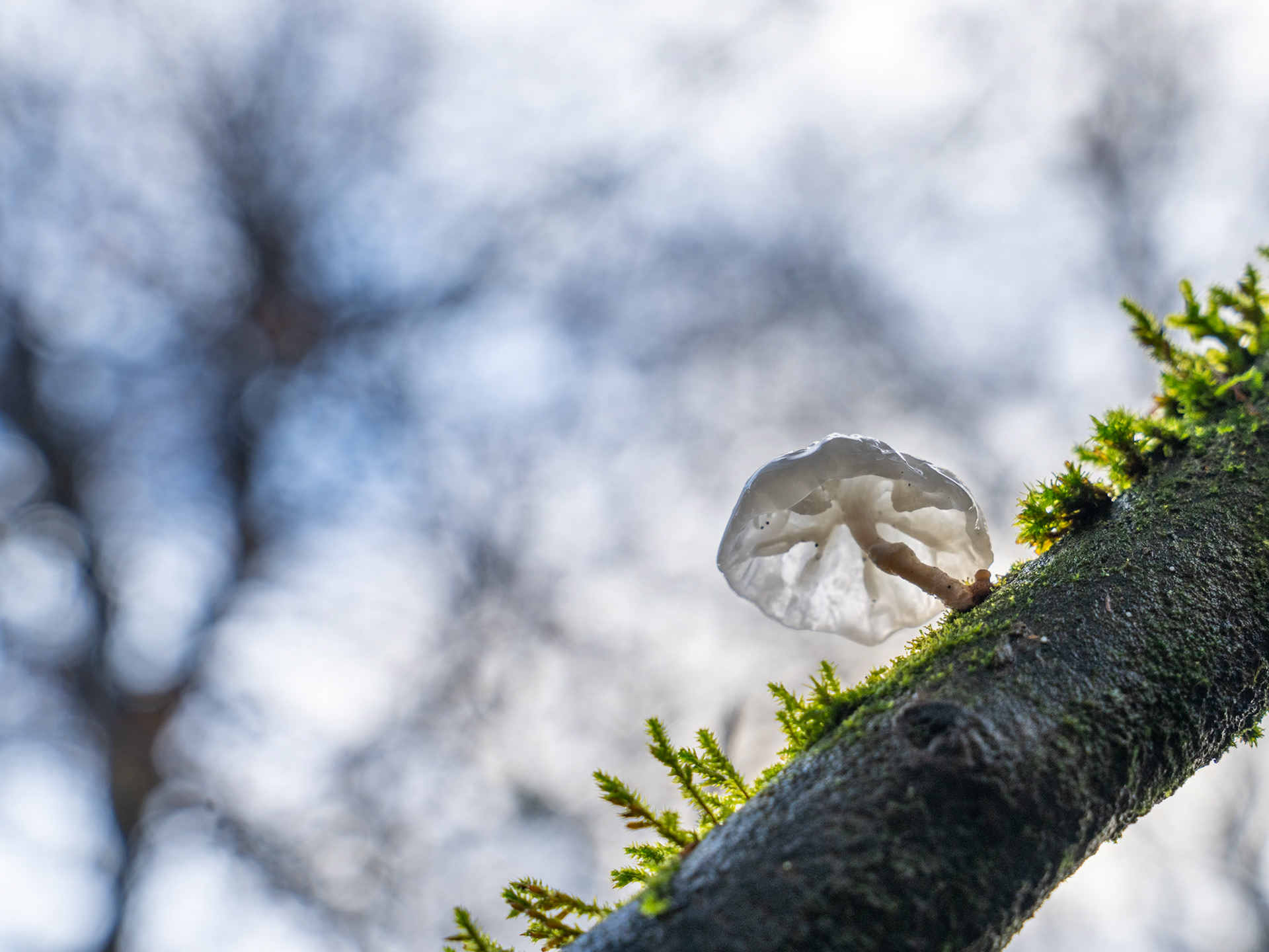 A small white bracket or bonnet fungus emerges from a moss-covered branch, its translucent cap catching diffuse winter light against a soft bokeh of bare deciduous canopy. The low angle places the subject against open sky, isolating the delicate form with unusual clarity. The vivid moss provides the only warmth in an otherwise cool, subdued palette.