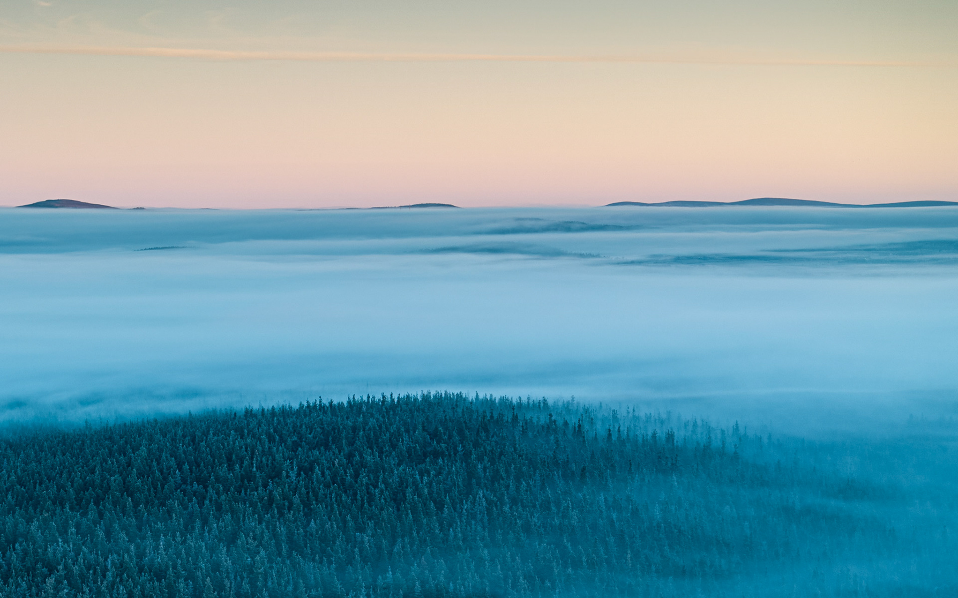 A temperature inversion floods the Spey Valley with cloud on a December dawn, leaving the crowns of a boreal conifer forest breaking the surface like dark archipelagos. Distant fells emerge as silhouettes above the fog layer, set against a sky moving through pink and pale gold in the minutes after first light. The shot was captured by drone above Nethy Bridge, within the Cairngorms National Park.